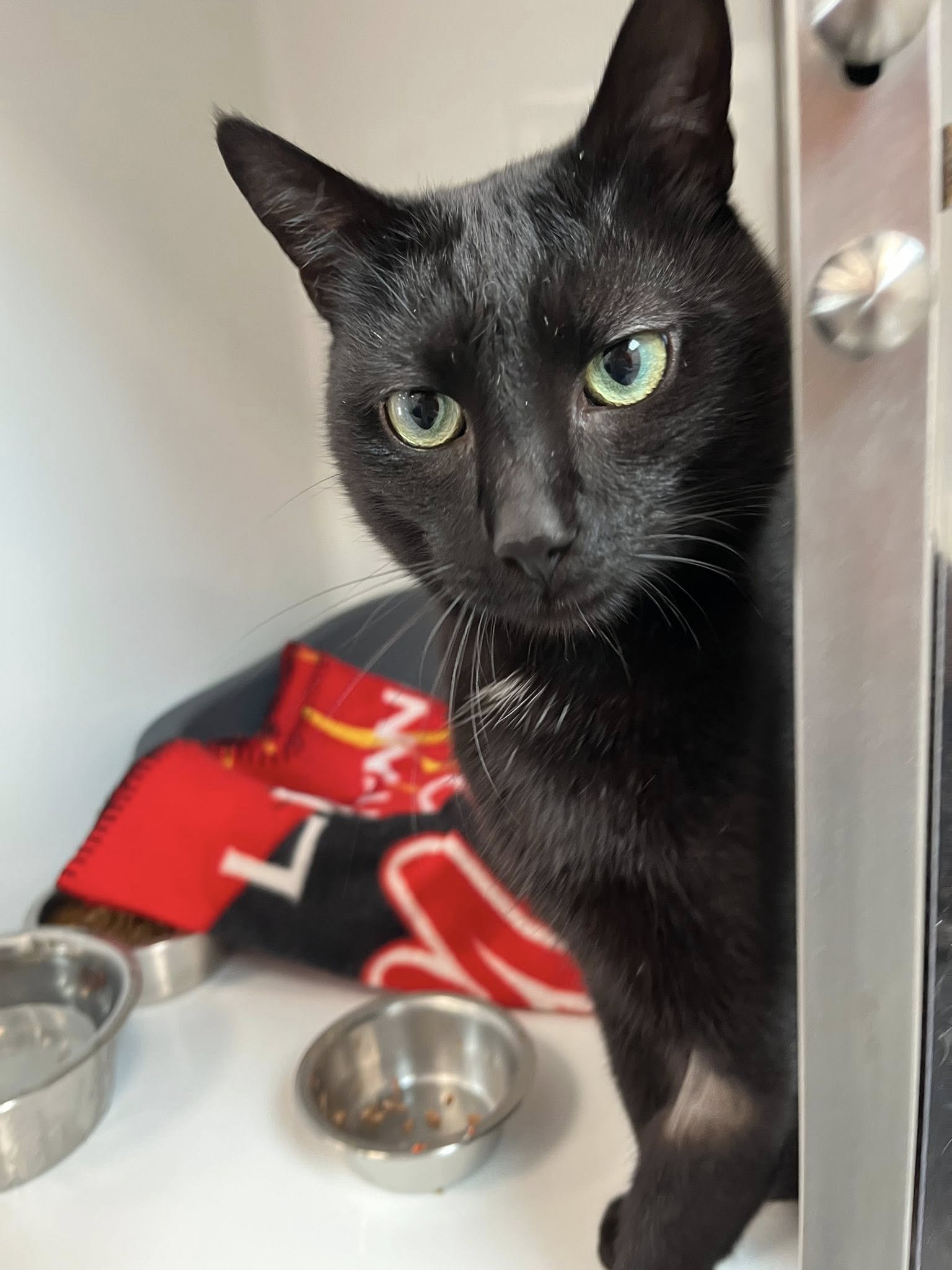 Max 1, chat à l'adoption chez Sans Collier