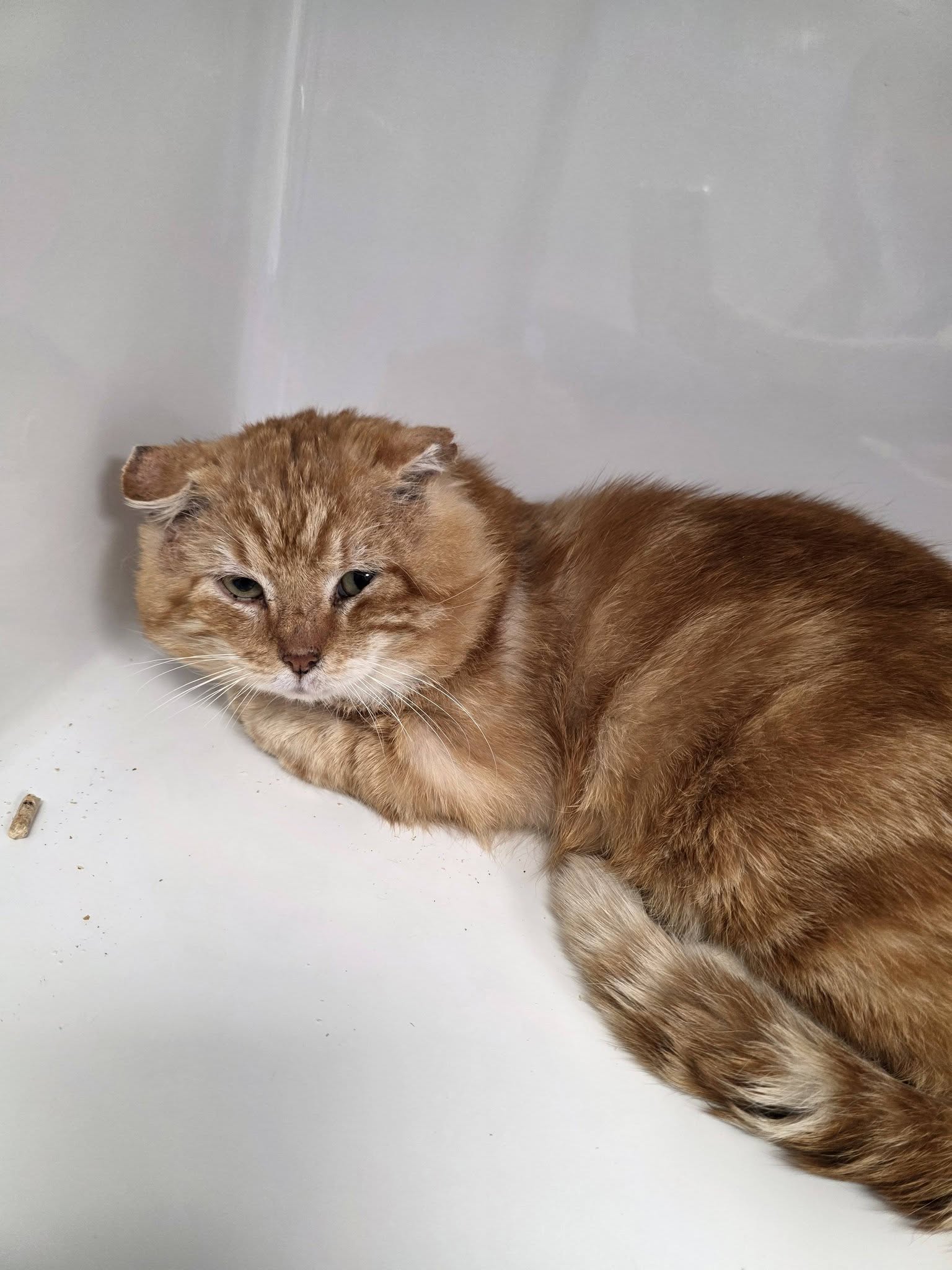 Mimolette, chat à l'adoption chez Sans Collier