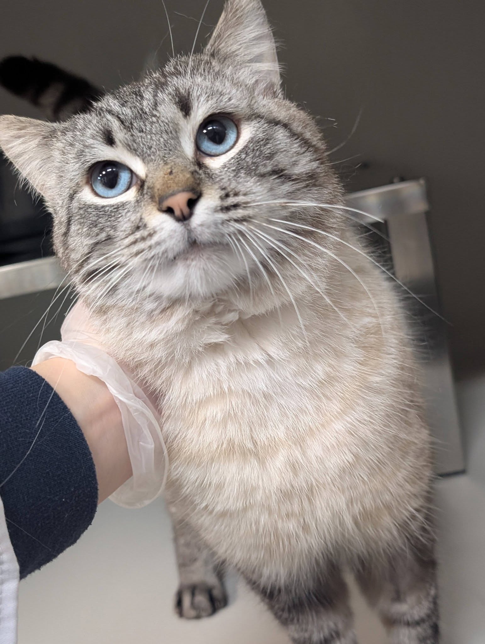 Moise, chat à l'adoption chez Sans Collier