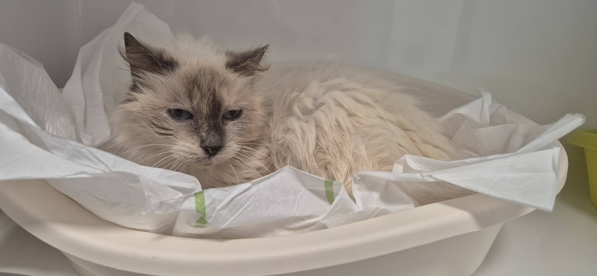 Pervenche, chat à l'adoption chez Sans Collier