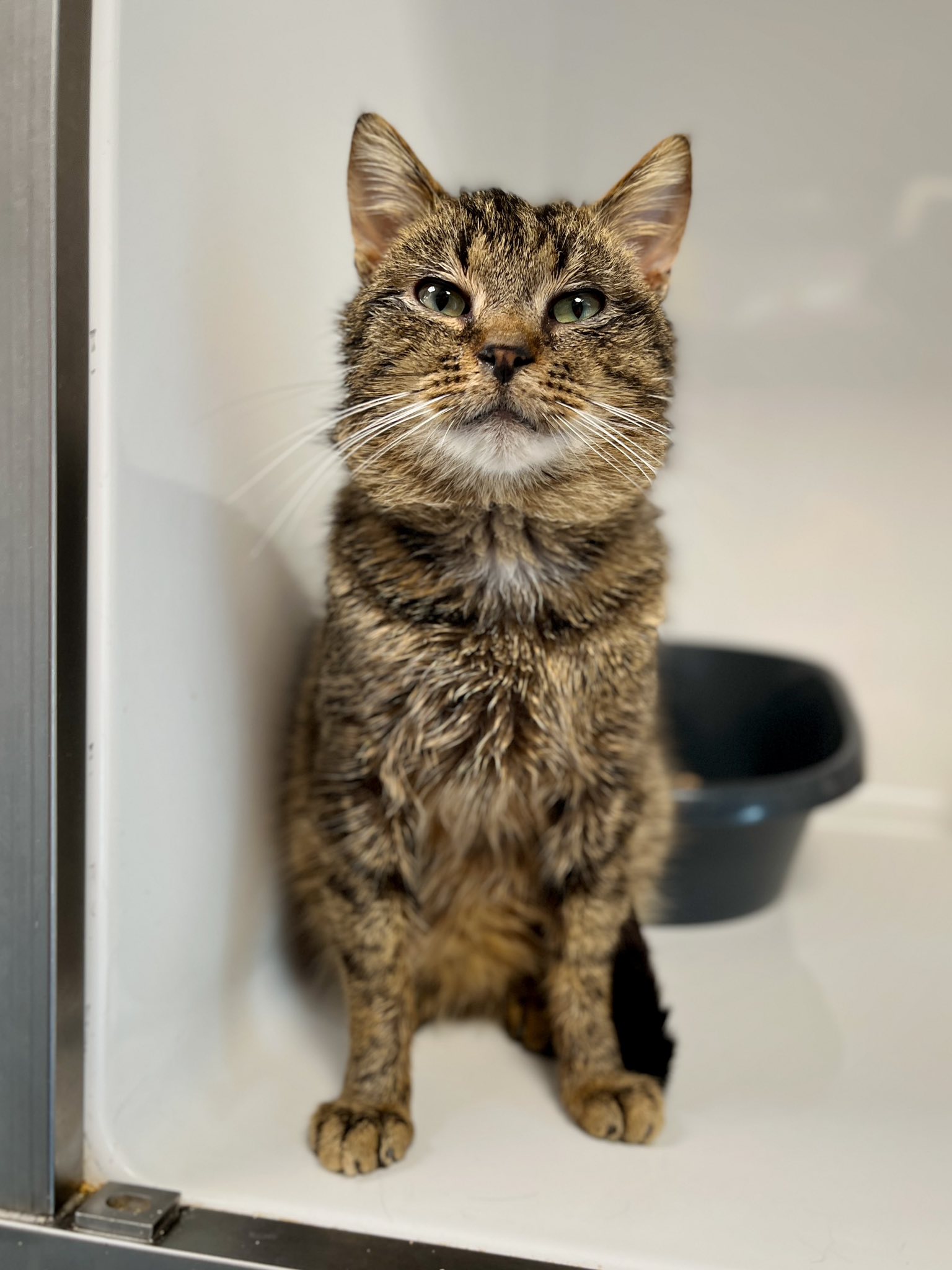 Ravioli, chat à l'adoption chez Sans Collier