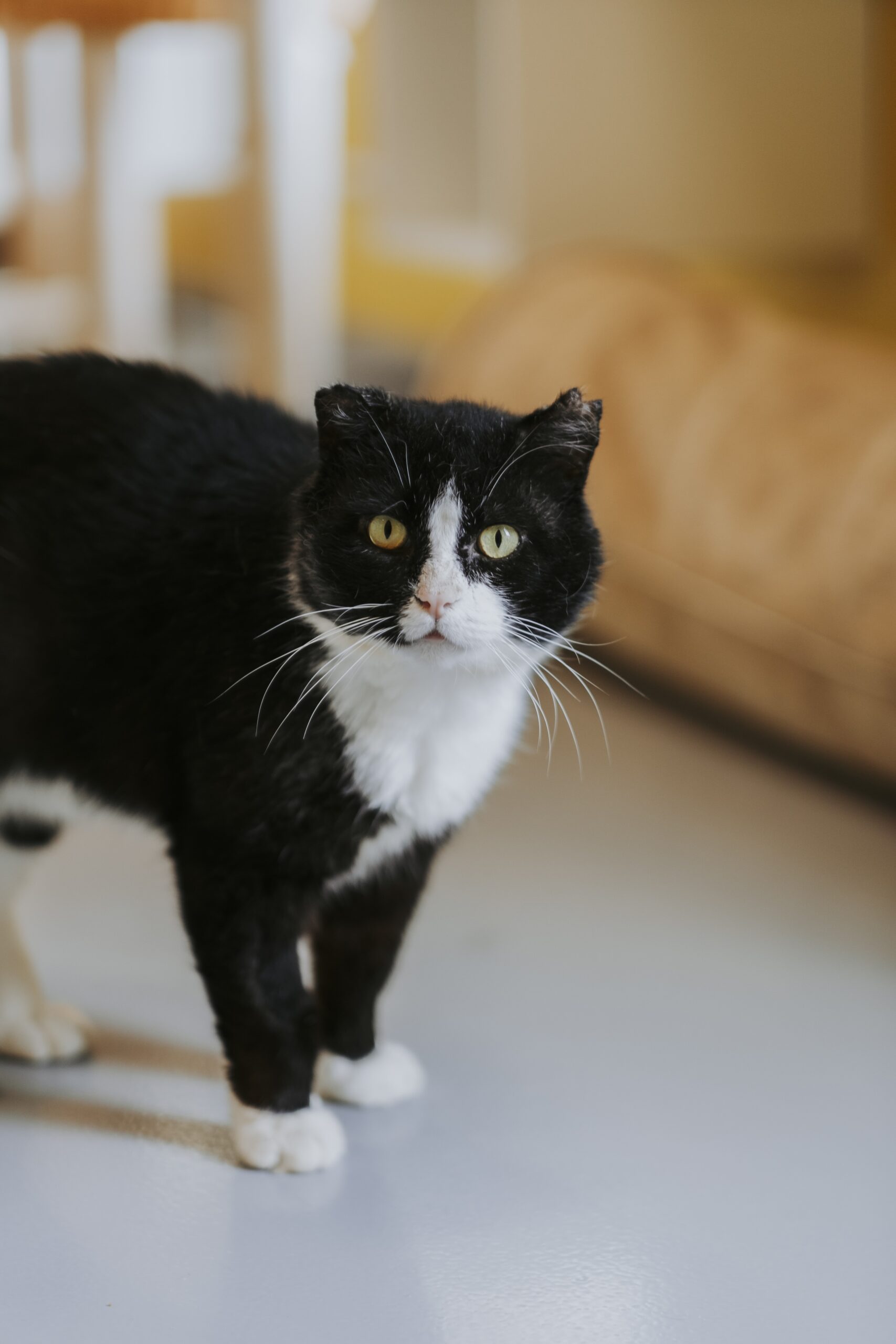 Albator, chat à l'adoption chez Sans Collier