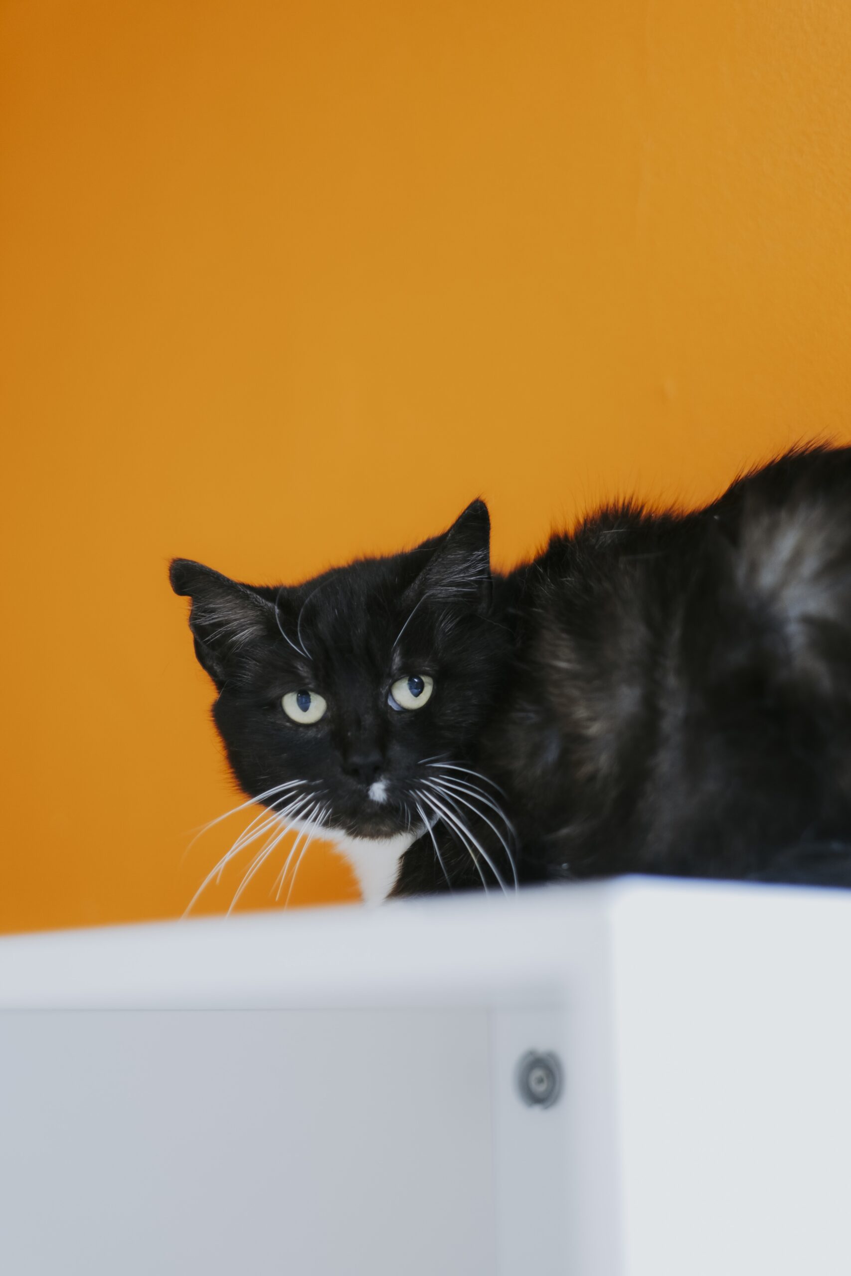 Kenza, chat à l'adoption chez Sans Collier