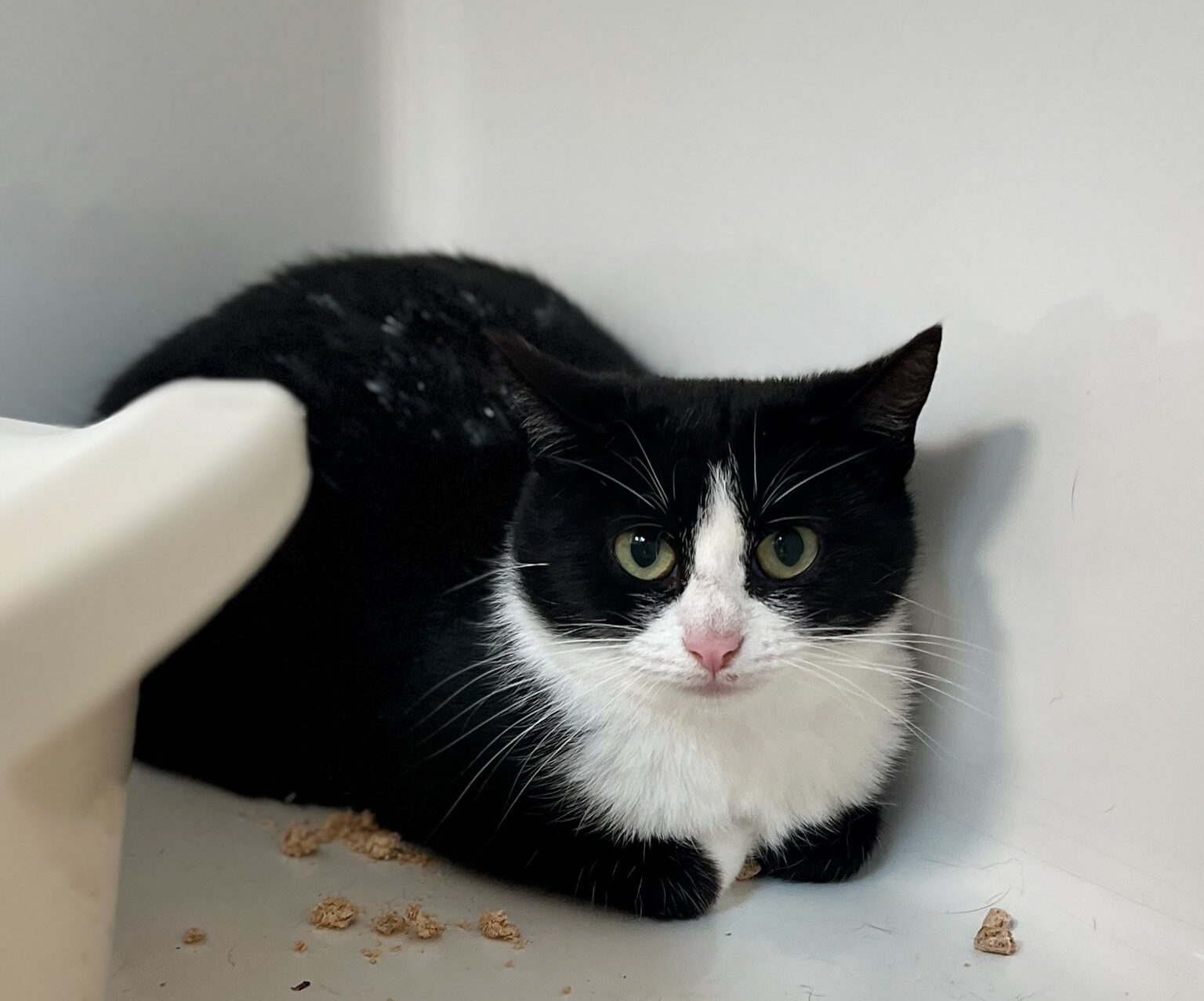 Sacha, chat à l'adoption chez Sans Collier