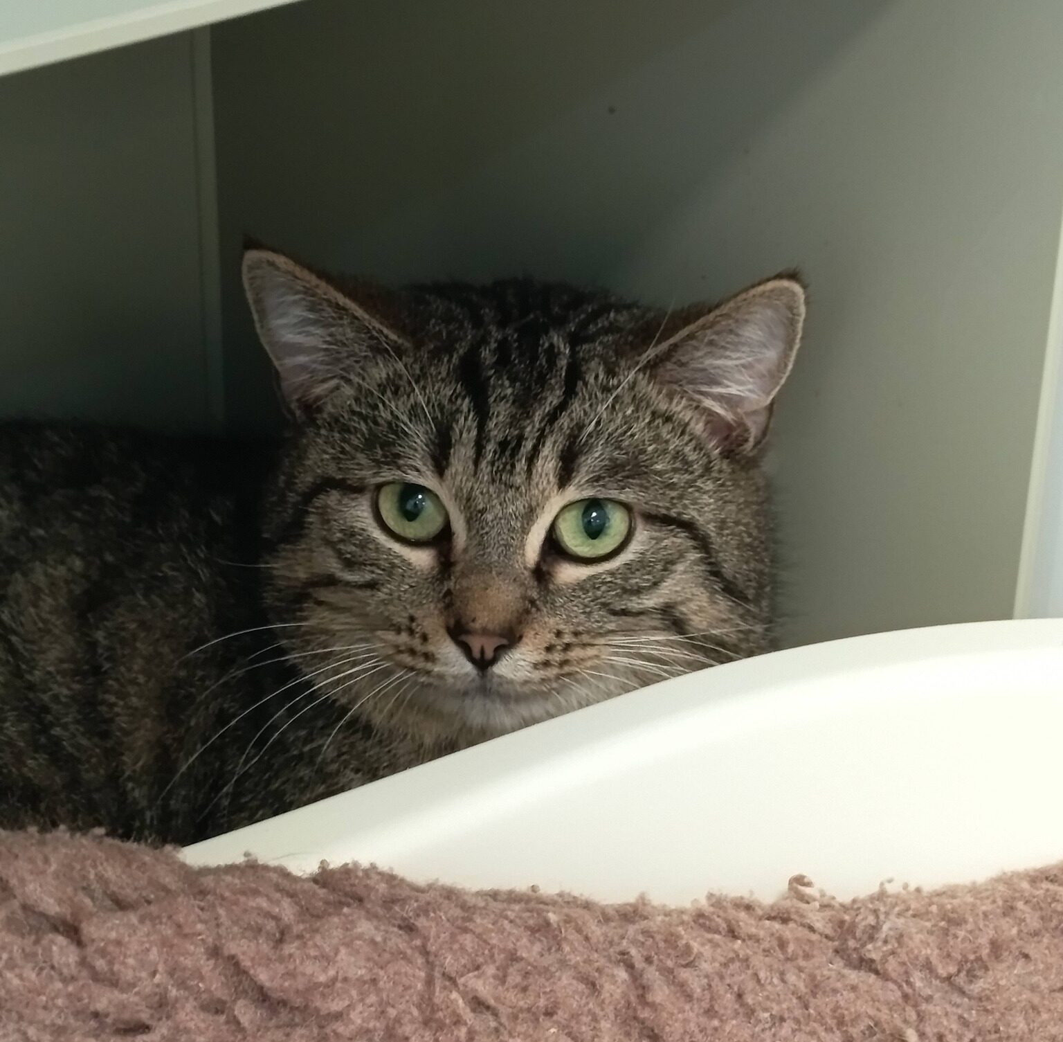 Sai, chat à l'adoption chez Sans Collier