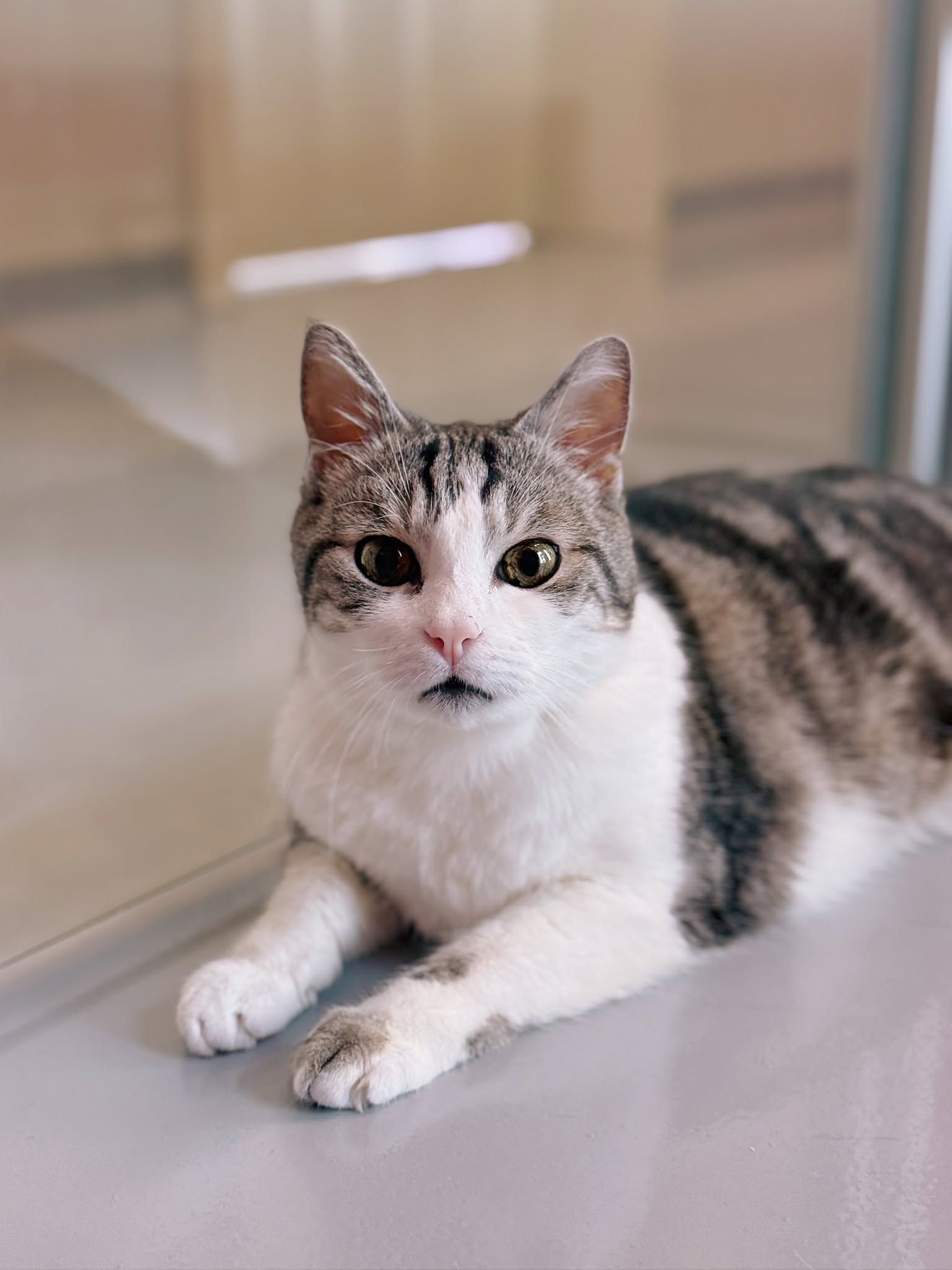 Sushi, chat à l'adoption chez Sans Collier