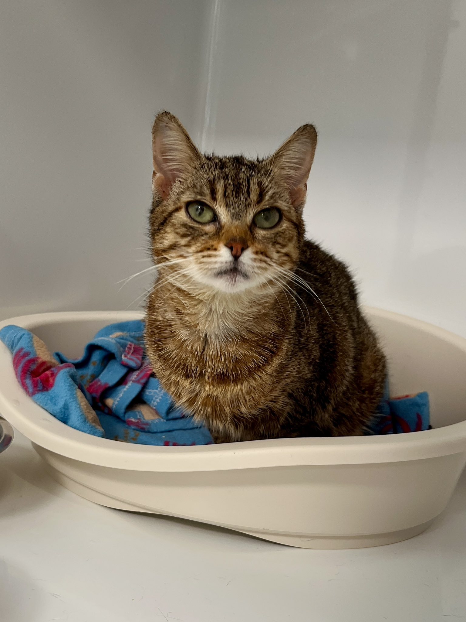 Tagliatelle, chat à l'adoption chez Sans Collier