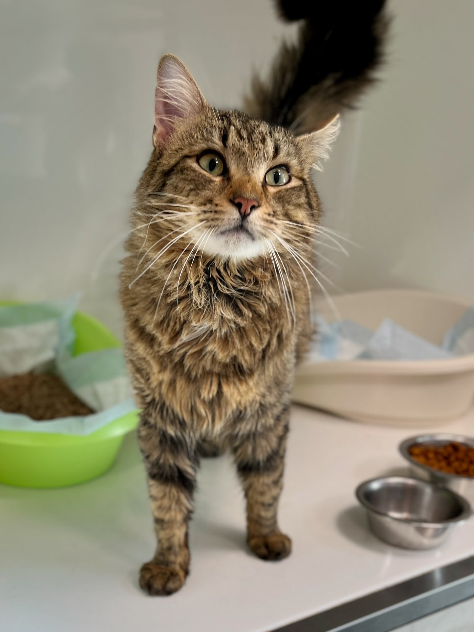 Valentin, chat à l'adoption chez Sans Collier