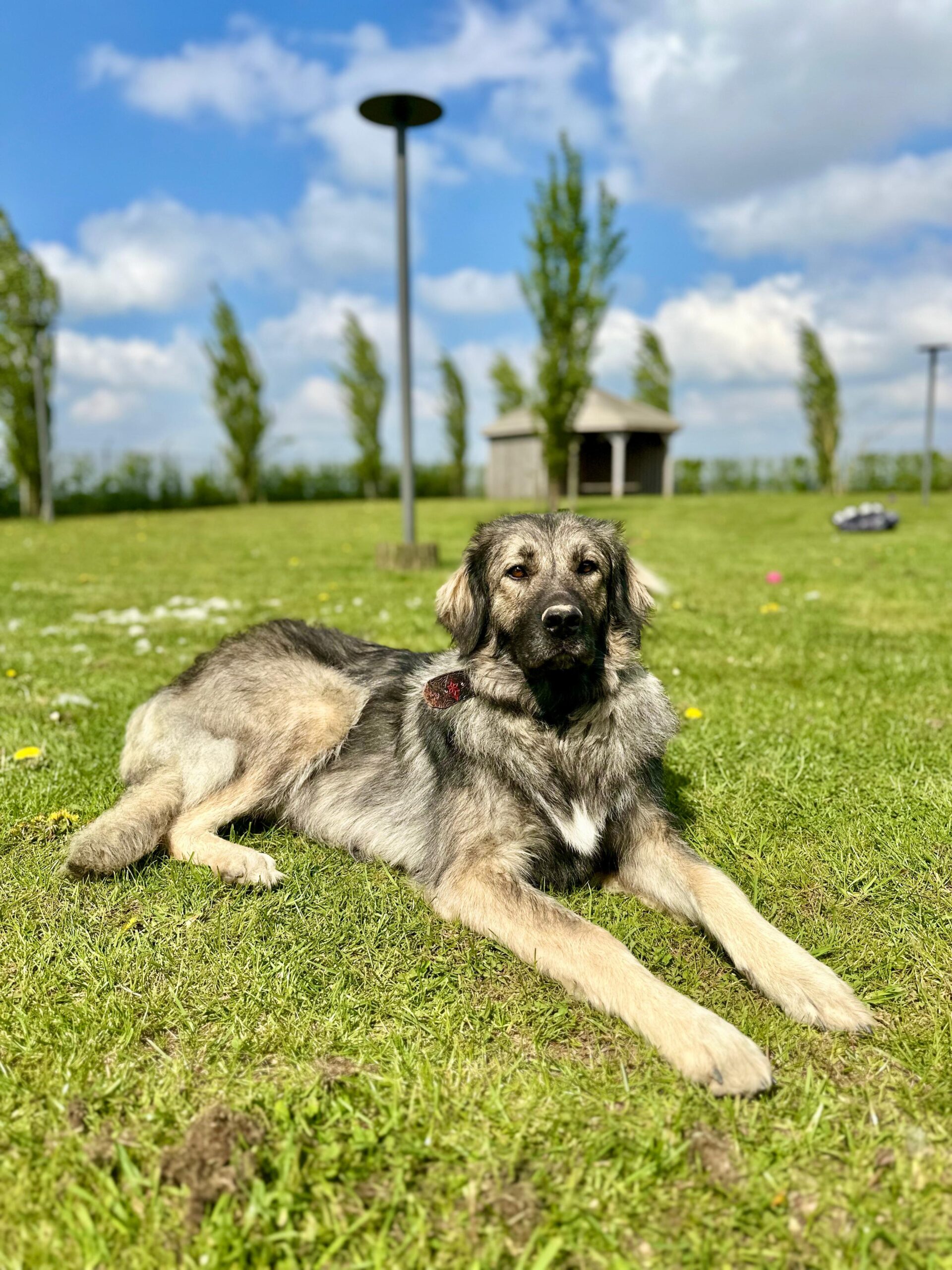 Capucine, chien à l'adoption chez Sans Collier