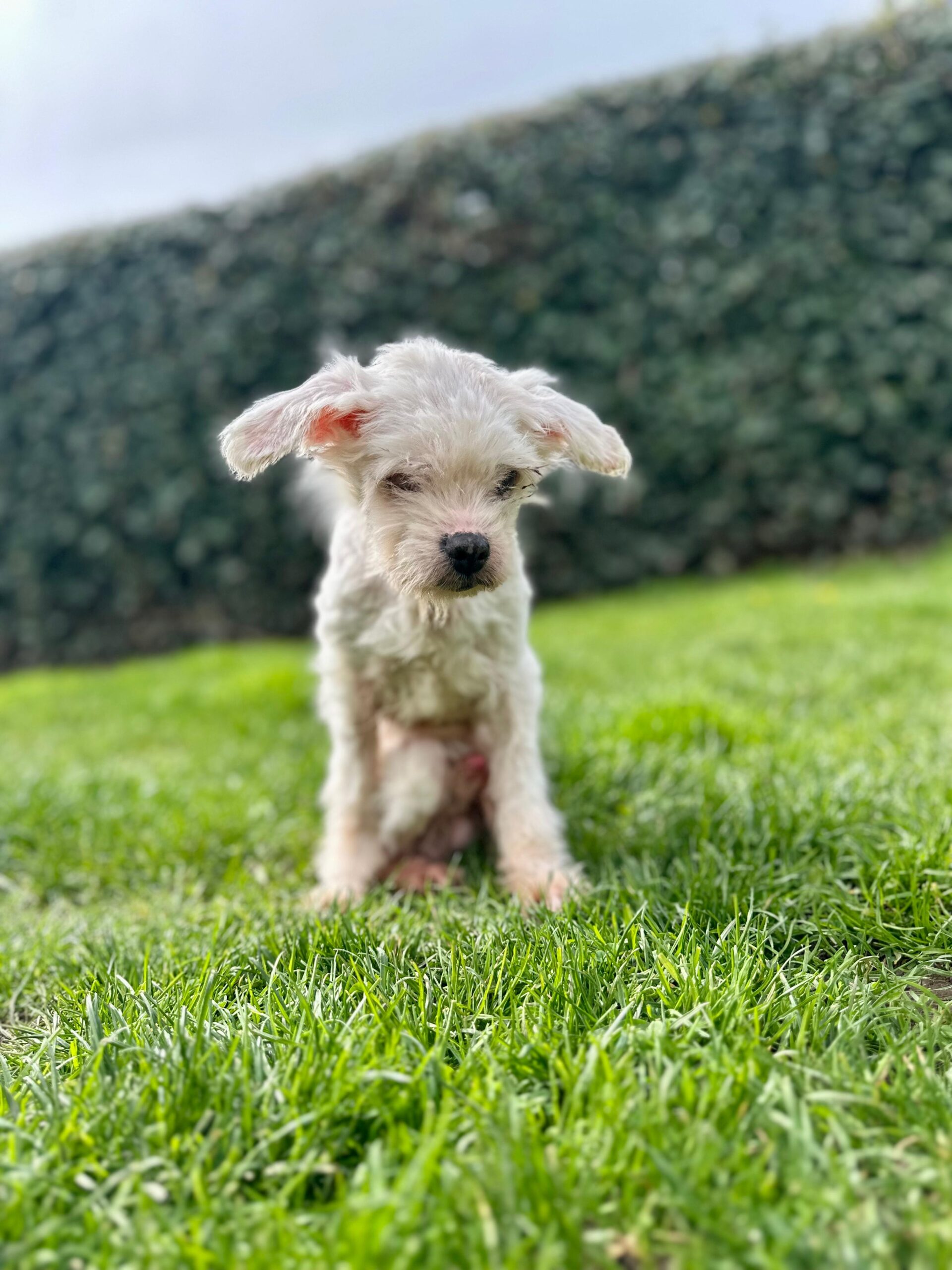 Snoopy, chien à l'adoption chez Sans Collier
