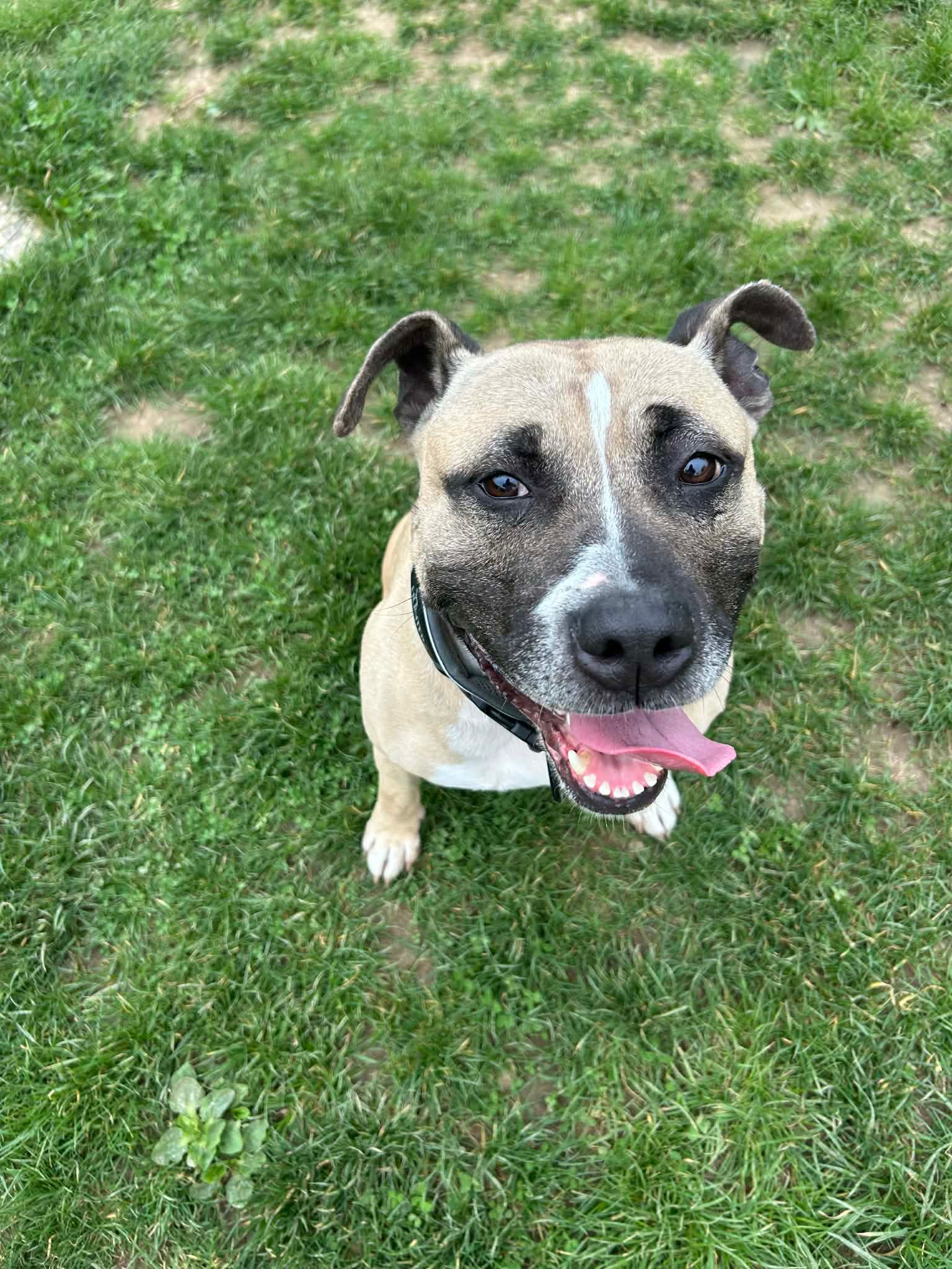 Daeneris, chien à l'adoption chez Sans Collier