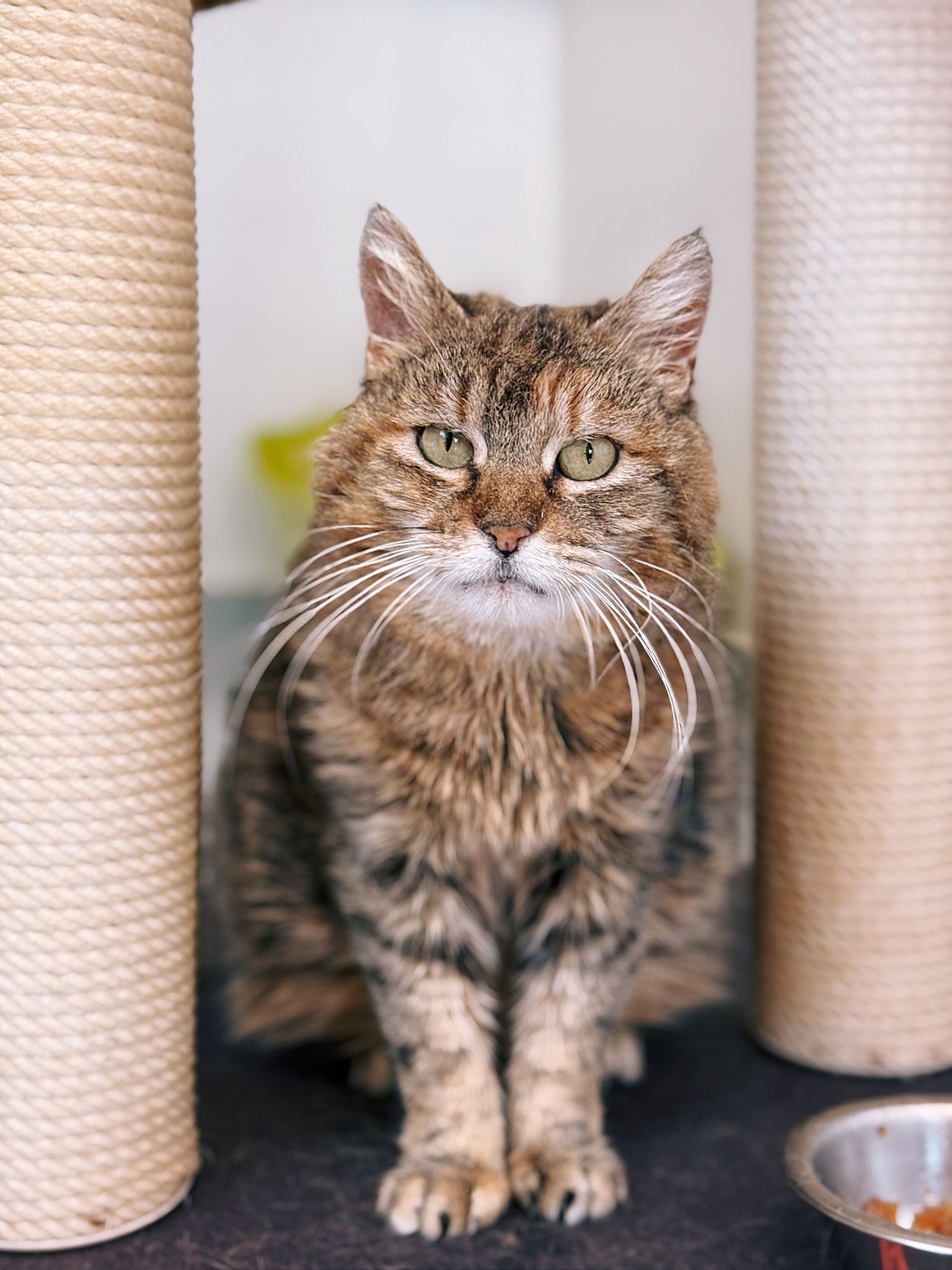 Betsy, chat à l'adoption chez Sans Collier