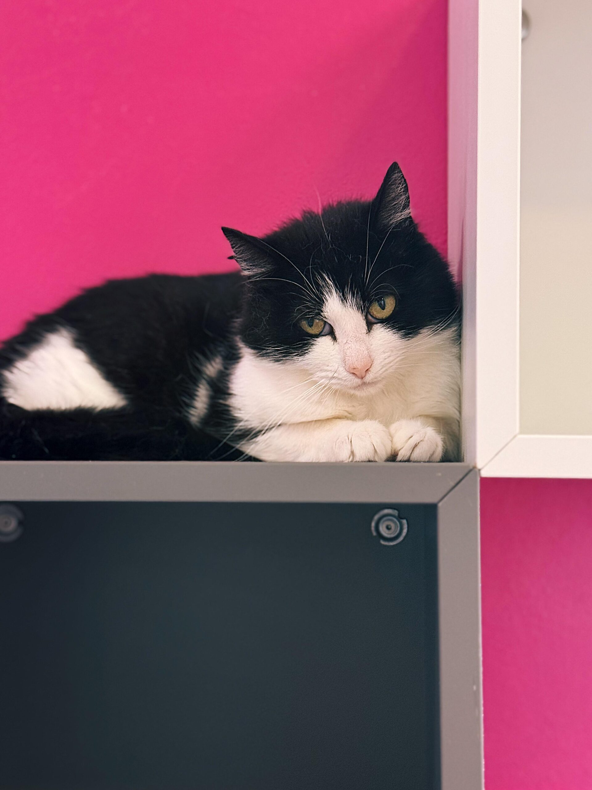 Pineapple, chat à l'adoption chez Sans Collier