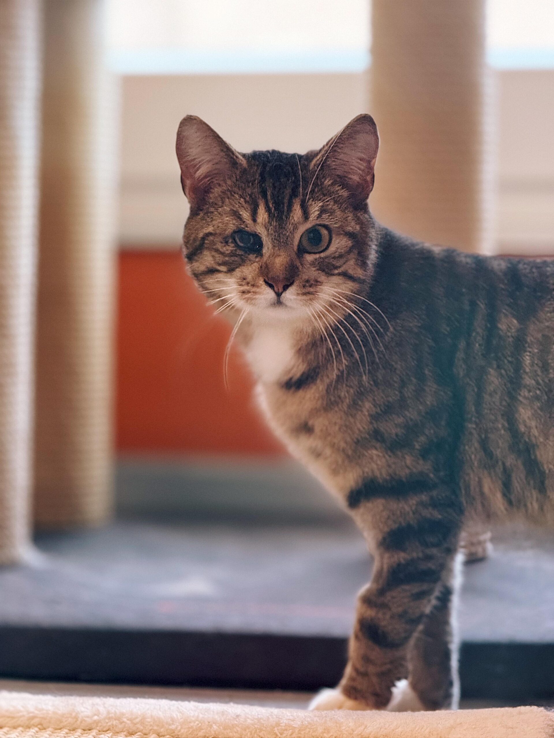 Risotto, chat à l'adoption chez Sans Collier