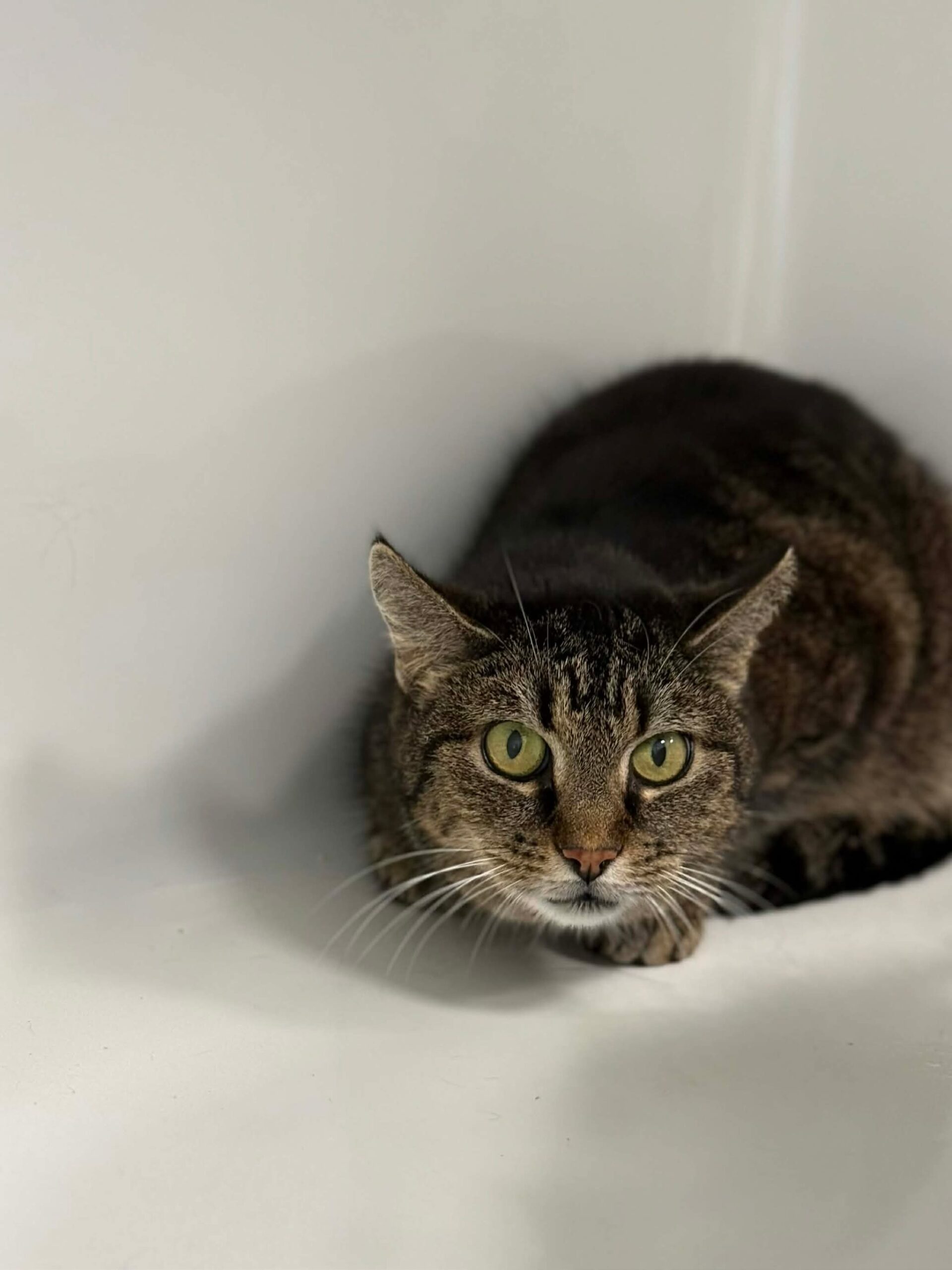 Charlie, chat à l'adoption chez Sans Collier