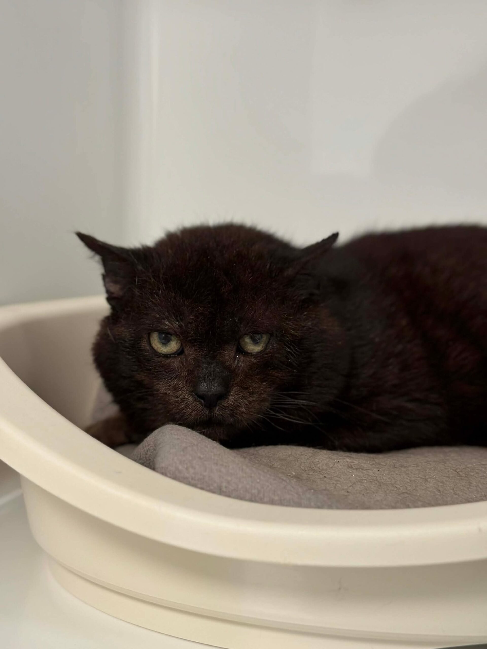 Eleven, chat à l'adoption chez Sans Collier