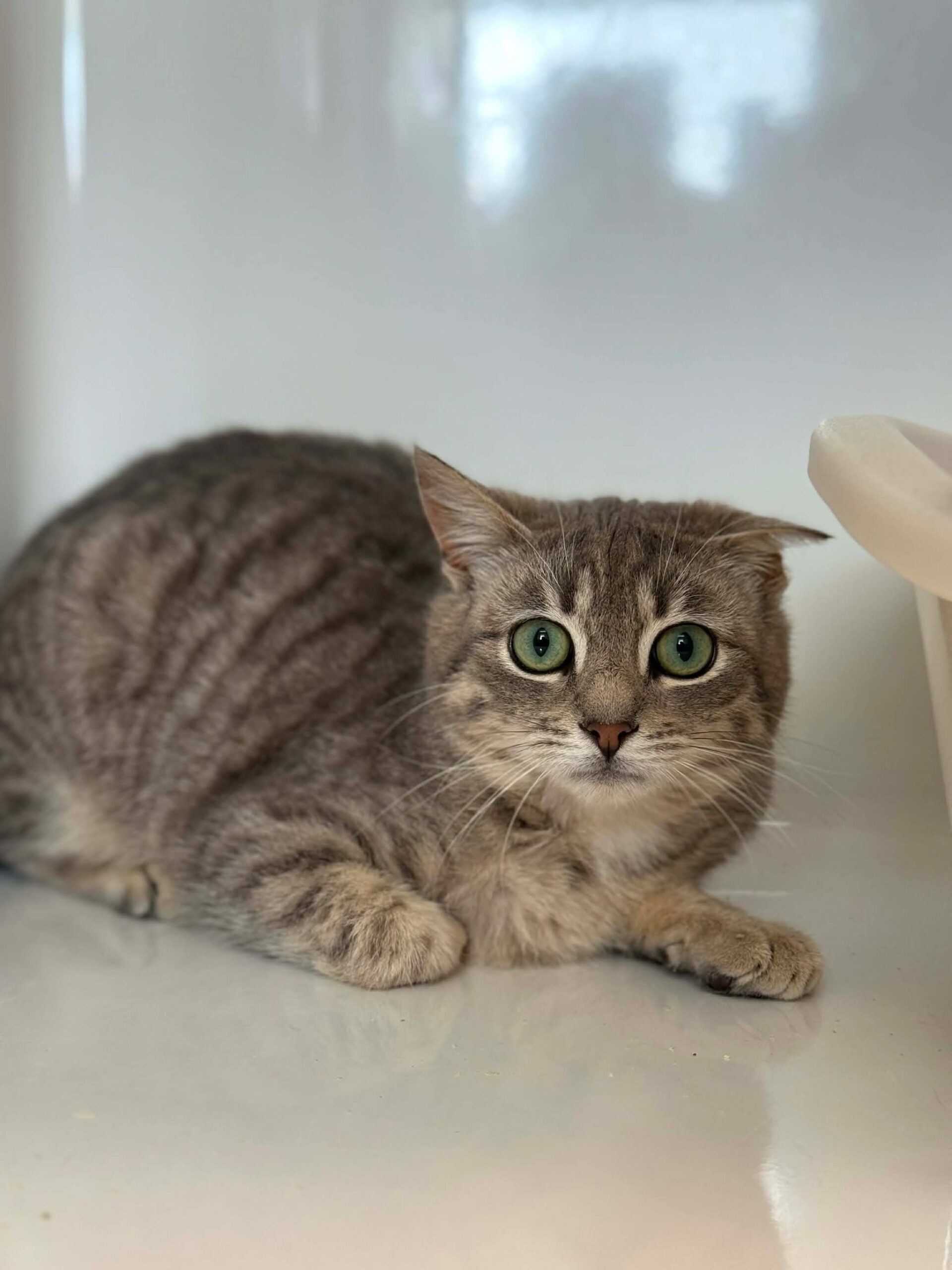 Valèt, chat à l'adoption chez Sans Collier