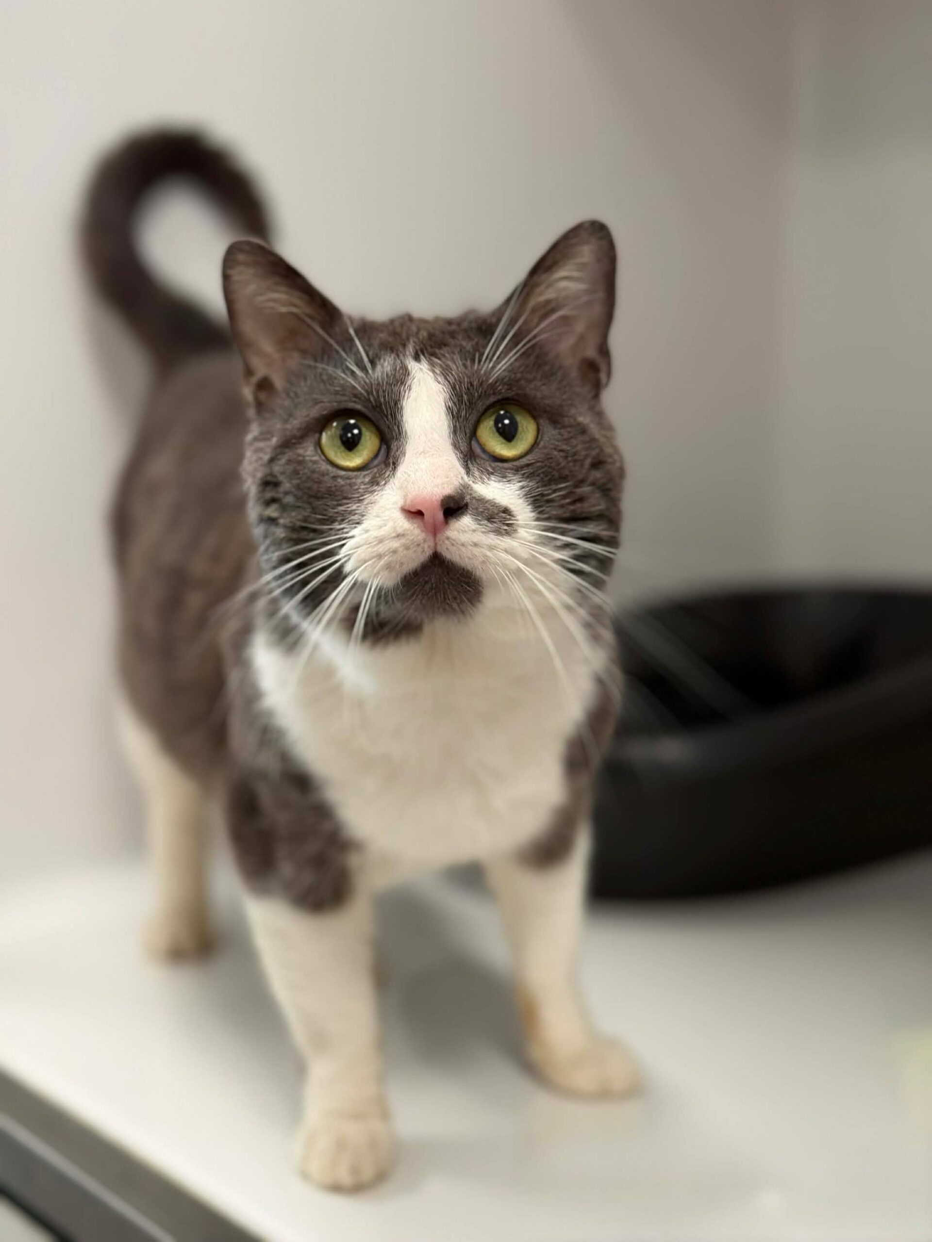 Mystouflette, chat à l'adoption chez Sans Collier