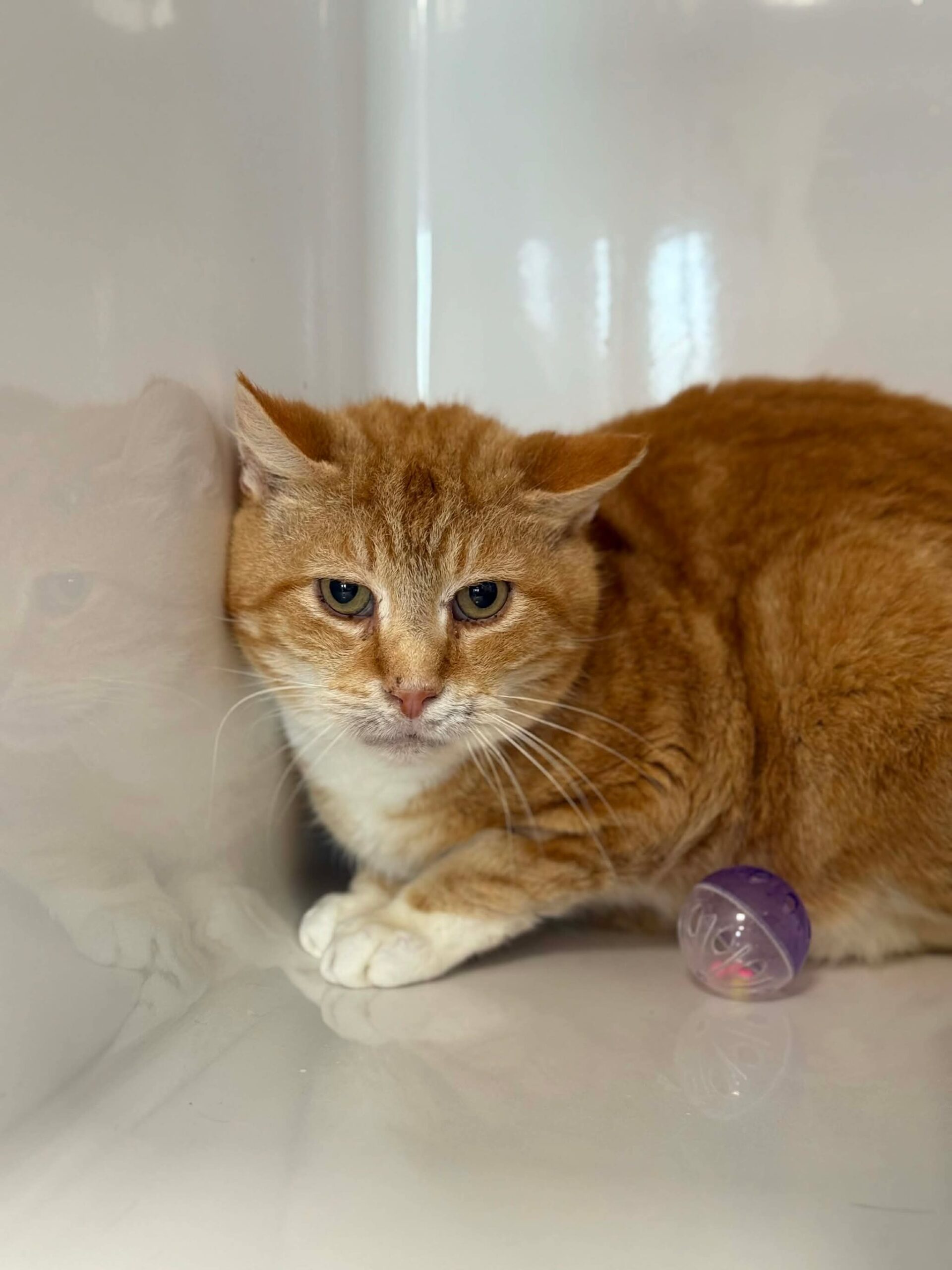 Caramel, chat à l'adoption chez Sans Collier