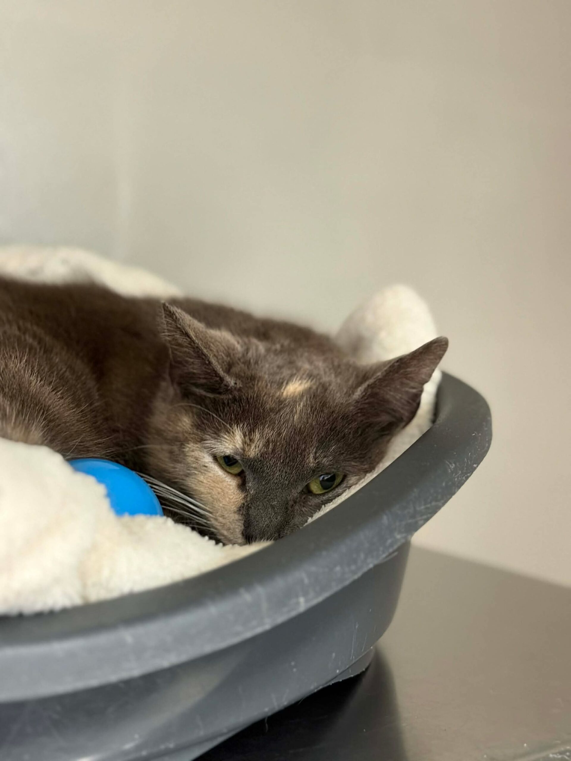 Fouzia, chat à l'adoption chez Sans Collier