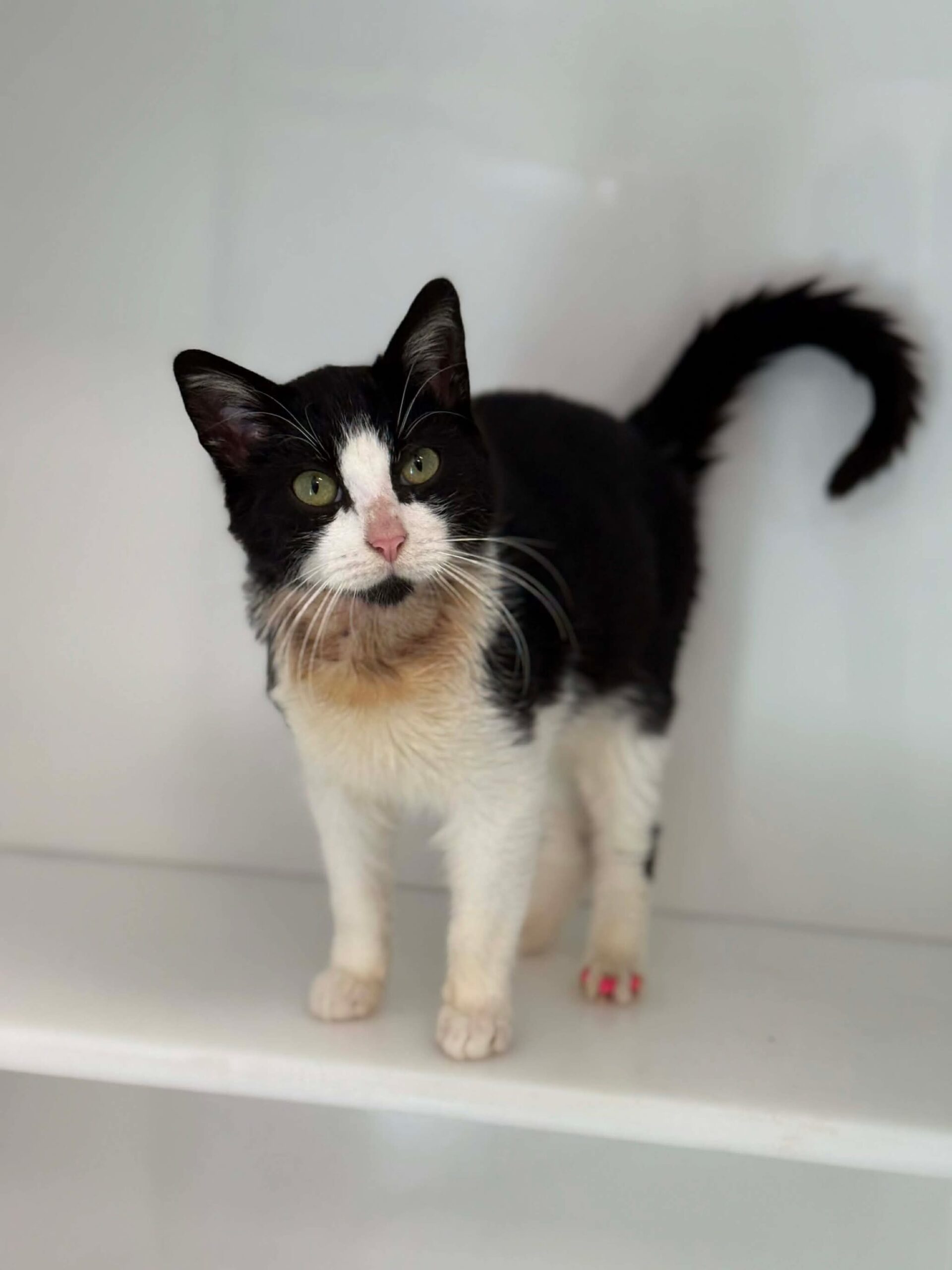 Mych-Mych, chat à l'adoption chez Sans Collier