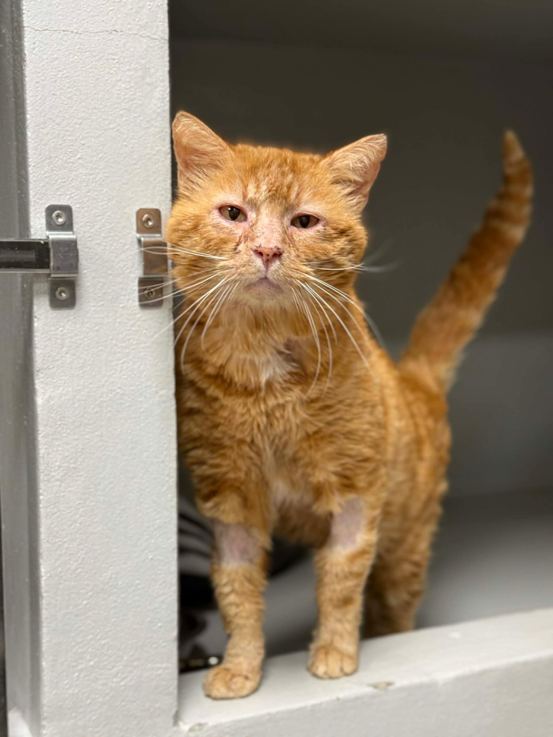 Spritz, chat à l'adoption chez Sans Collier