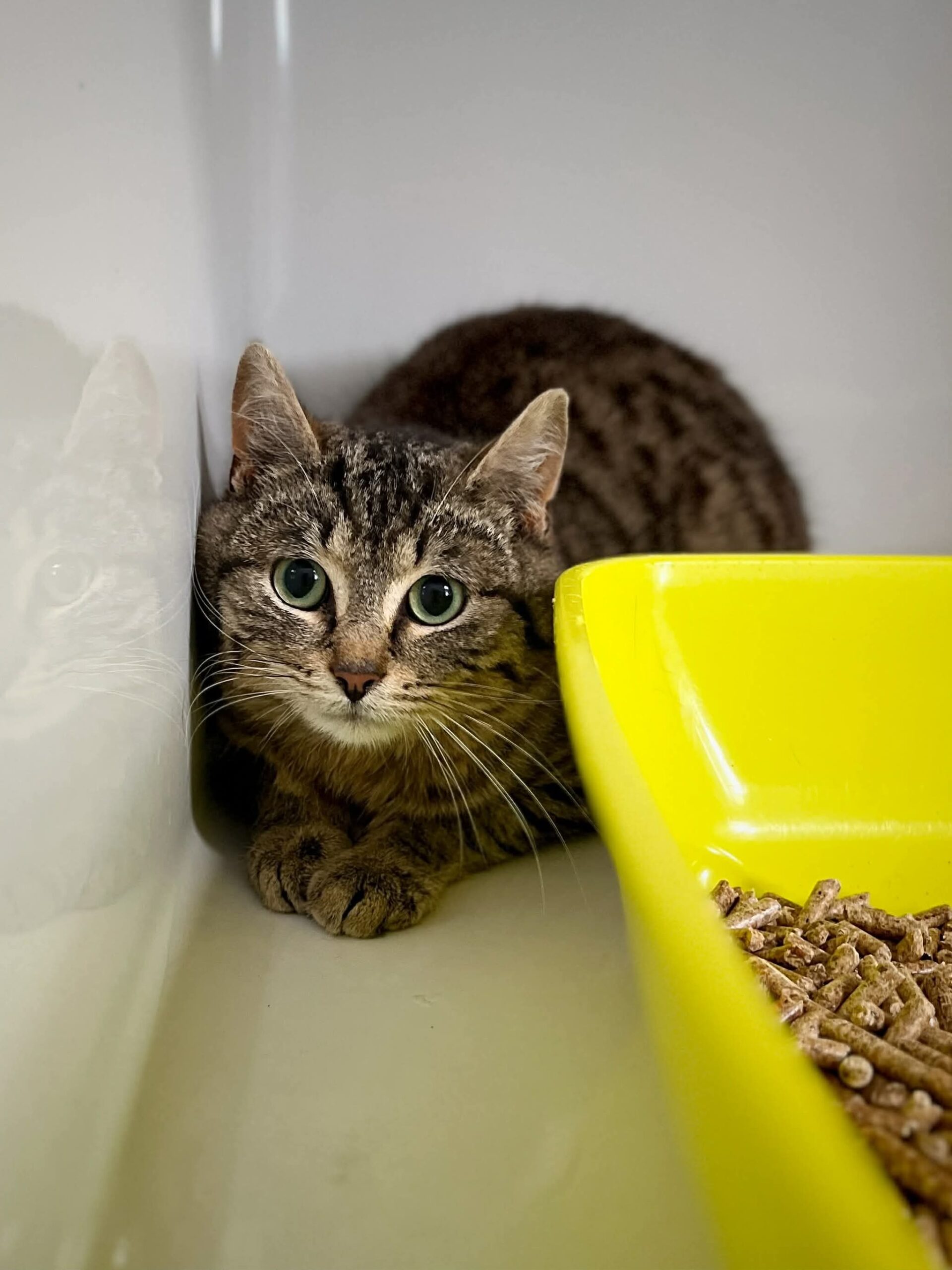 Kourama, chat à l'adoption chez Sans Collier