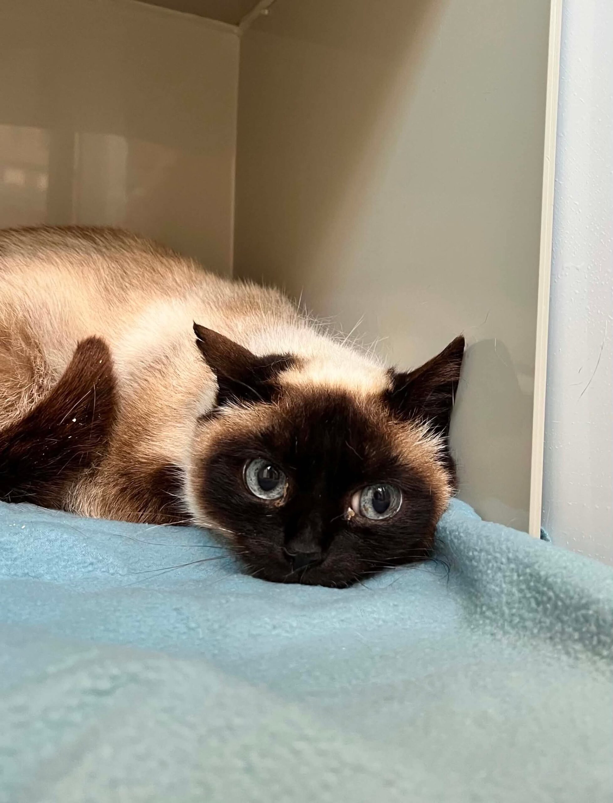 Inata, chat à l'adoption chez Sans Collier