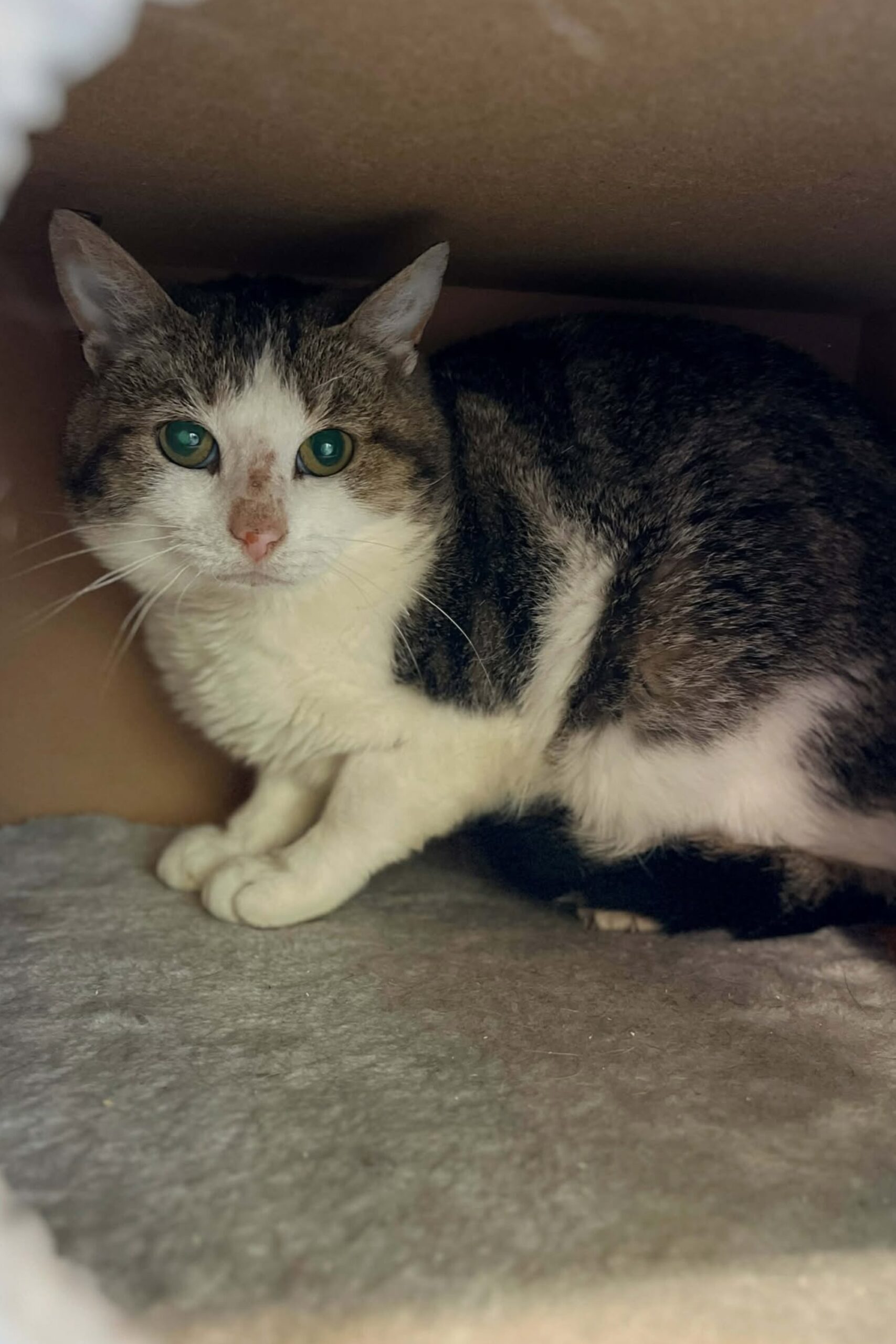 Juice, chat à l'adoption chez Sans Collier