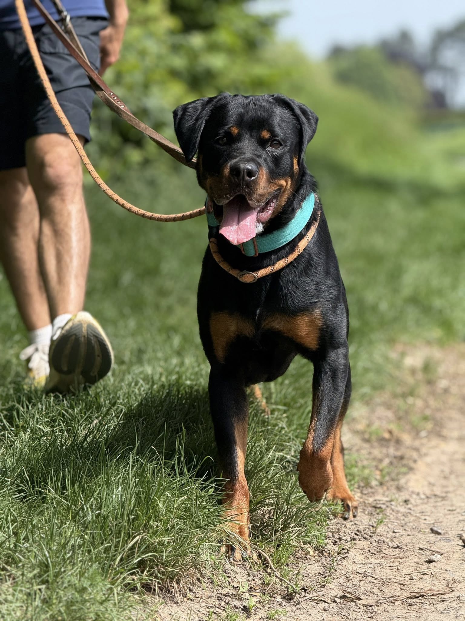 Nami, chien à l'adoption chez Sans Collier