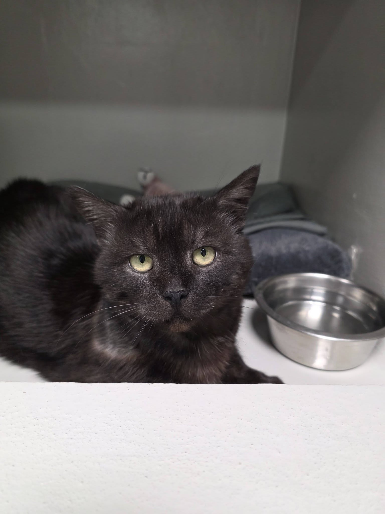 Anakin, chat à l'adoption chez Sans Collier