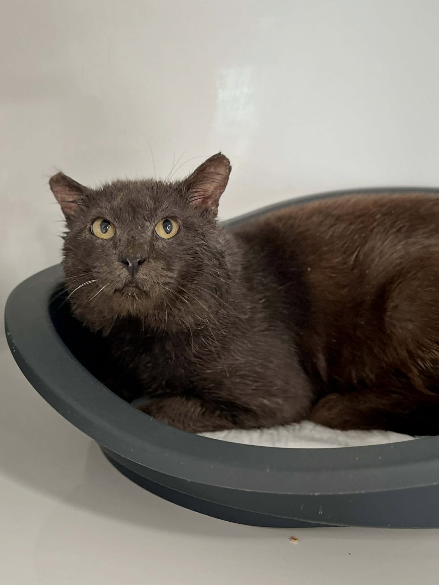 Babine, chat à l'adoption chez Sans Collier