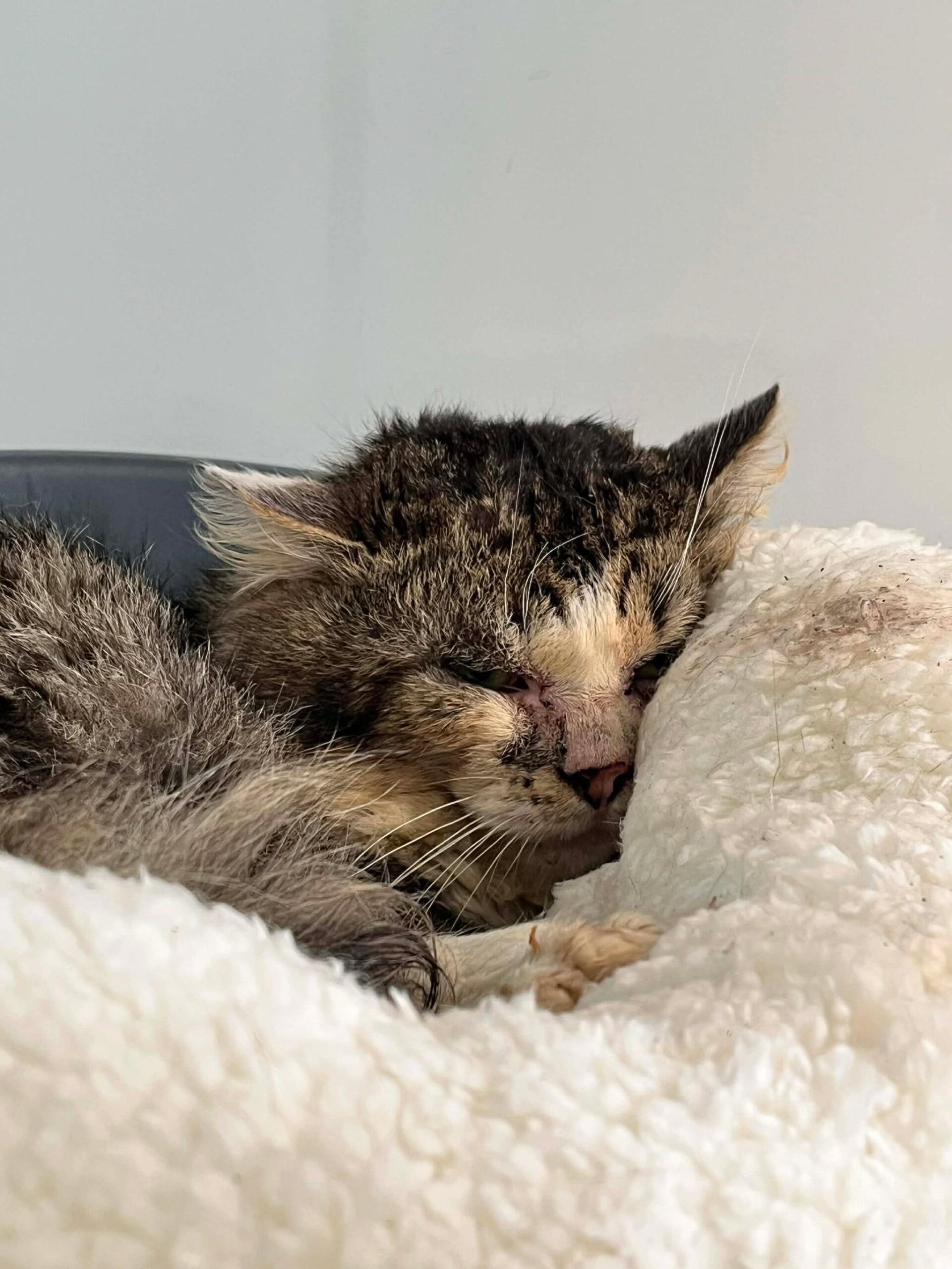 Bjorn, chat à l'adoption chez Sans Collier