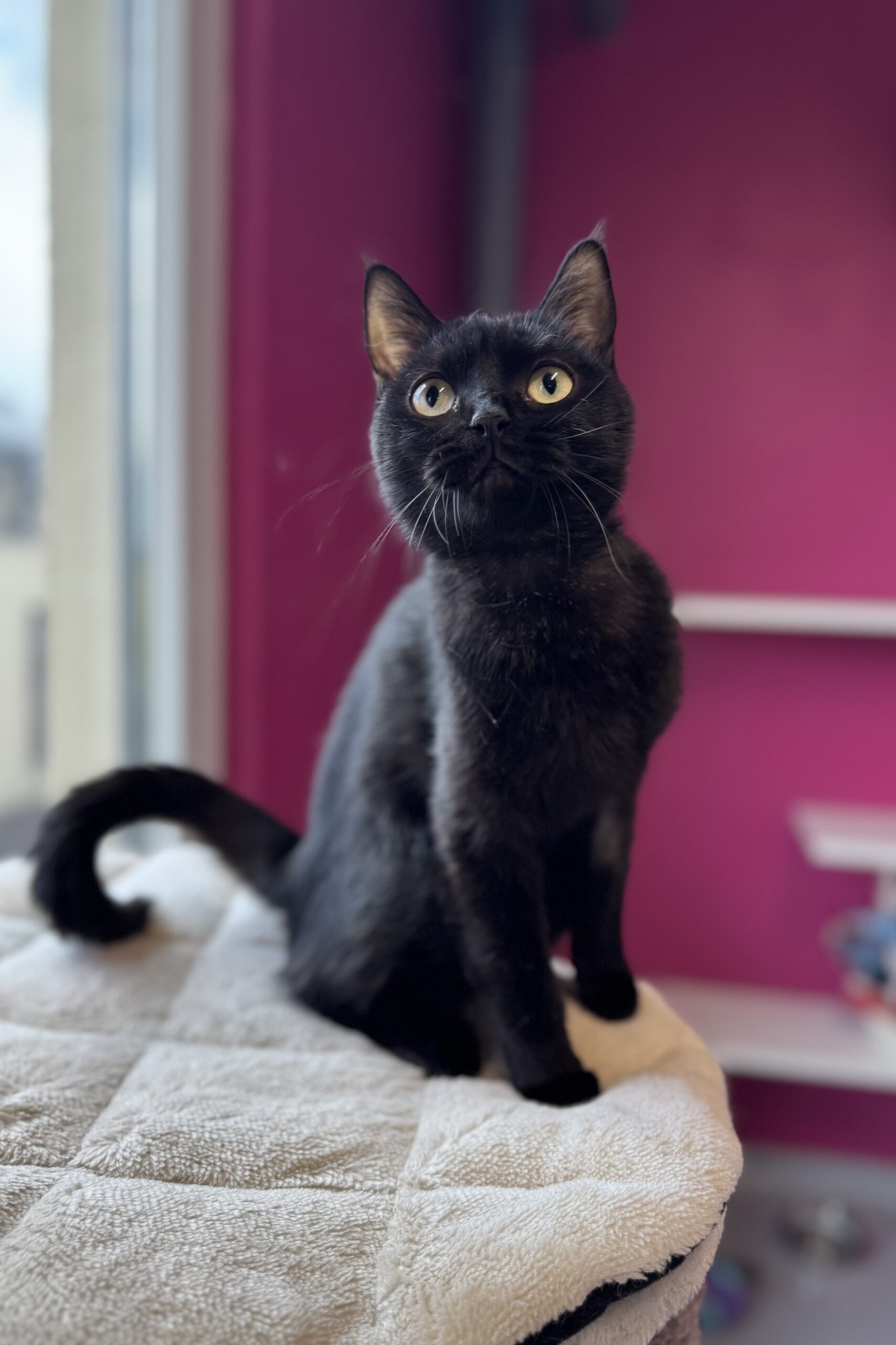 Boom, chat à l'adoption chez Sans Collier