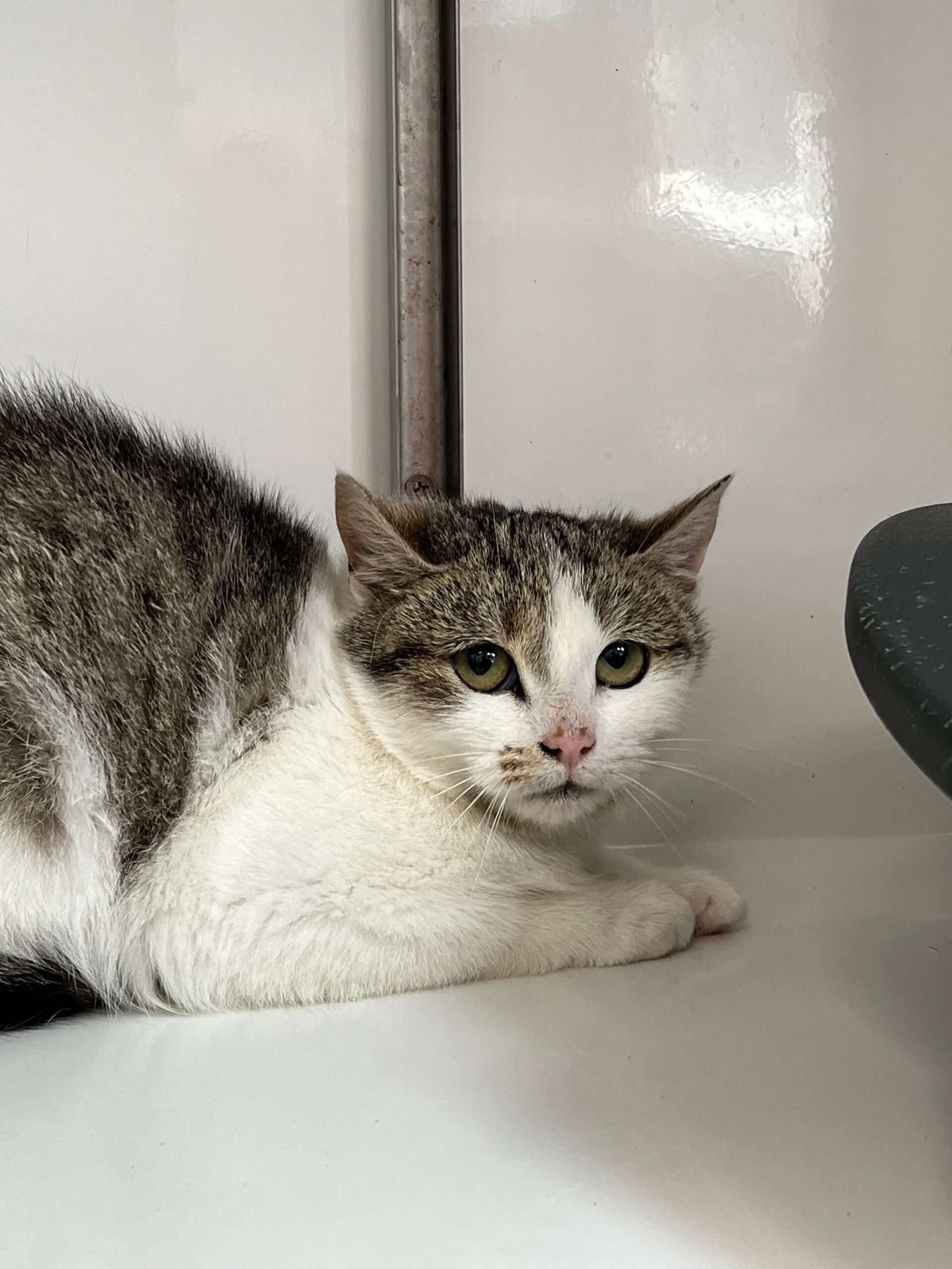 Brume, chat à l'adoption chez Sans Collier