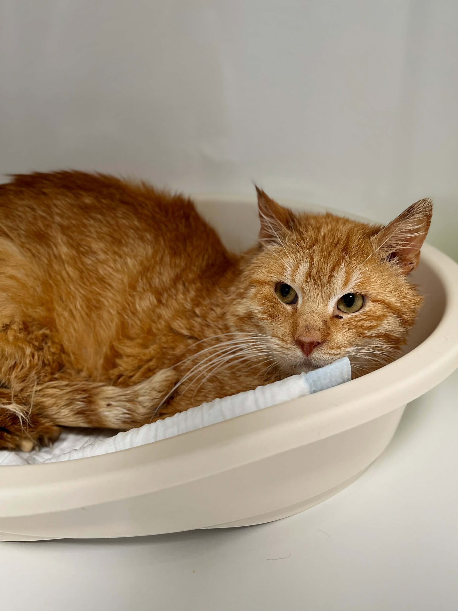Cenoura, chat à l'adoption chez Sans Collier