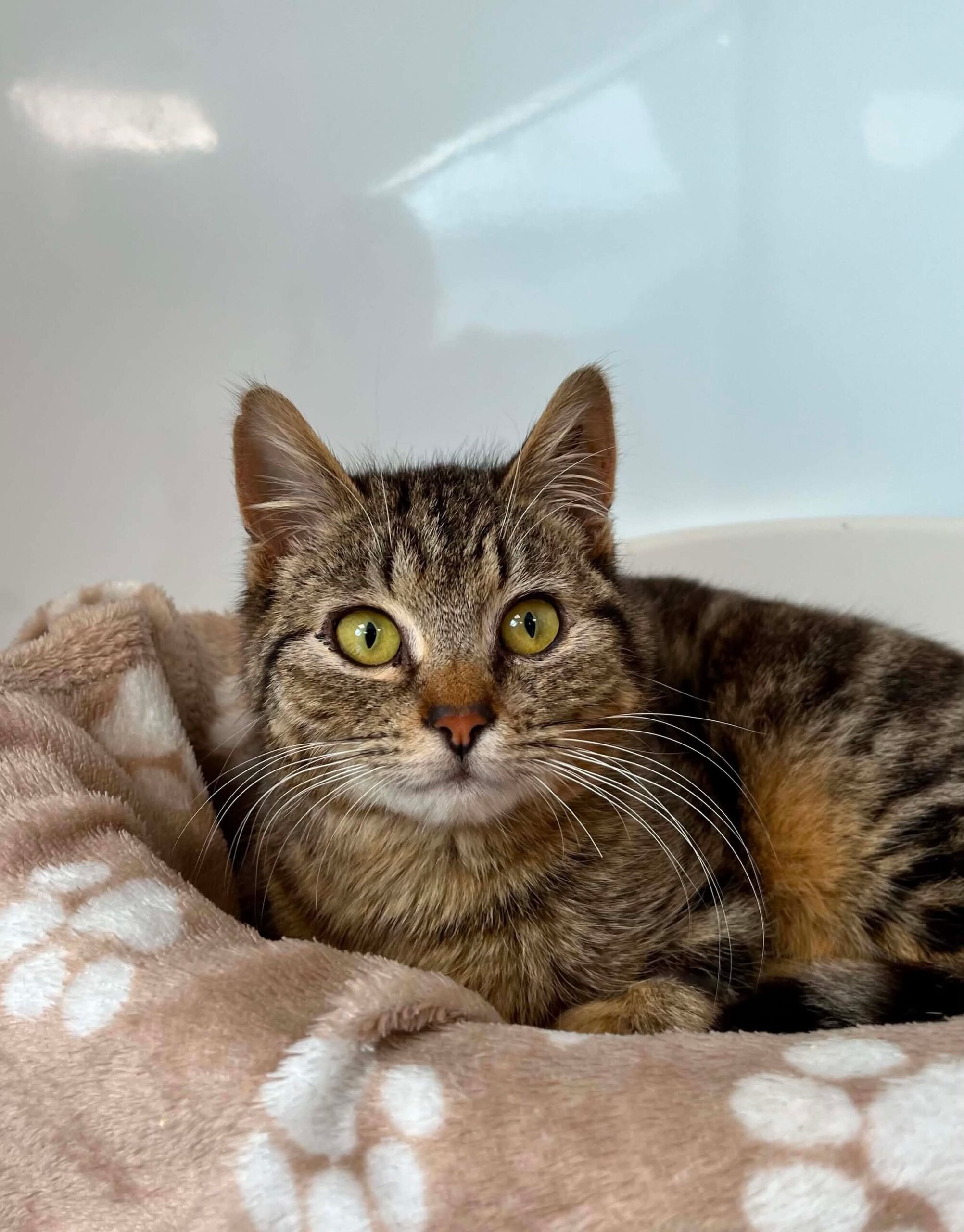 Dart, chat à l'adoption chez Sans Collier