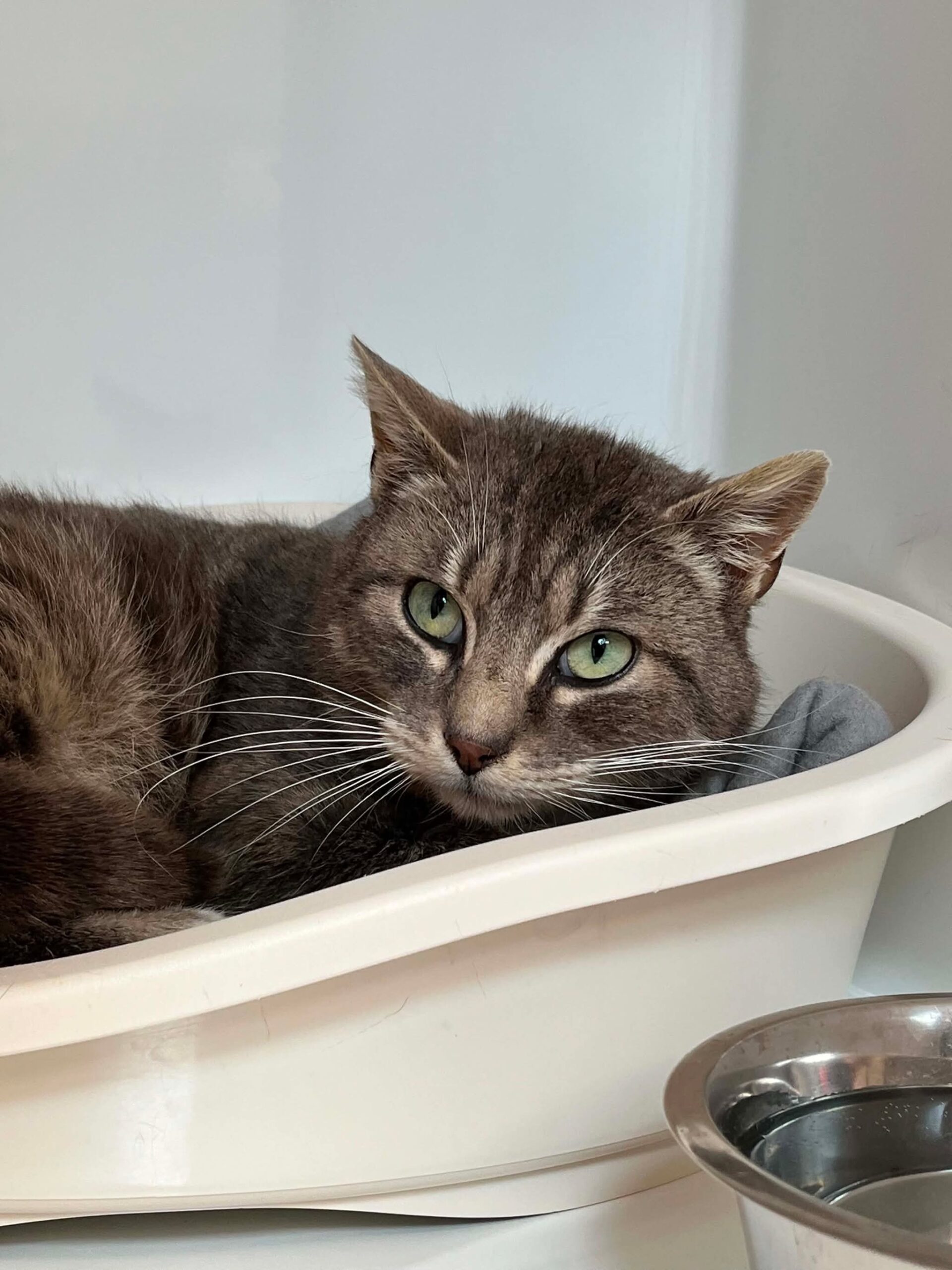 Dustin, chat à l'adoption chez Sans Collier