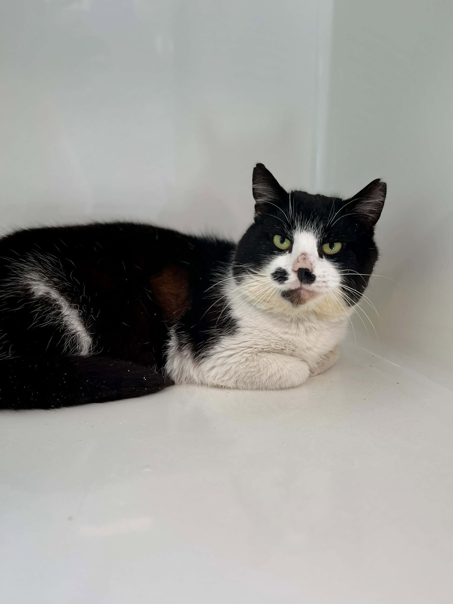 Georges, chat à l'adoption chez Sans Collier