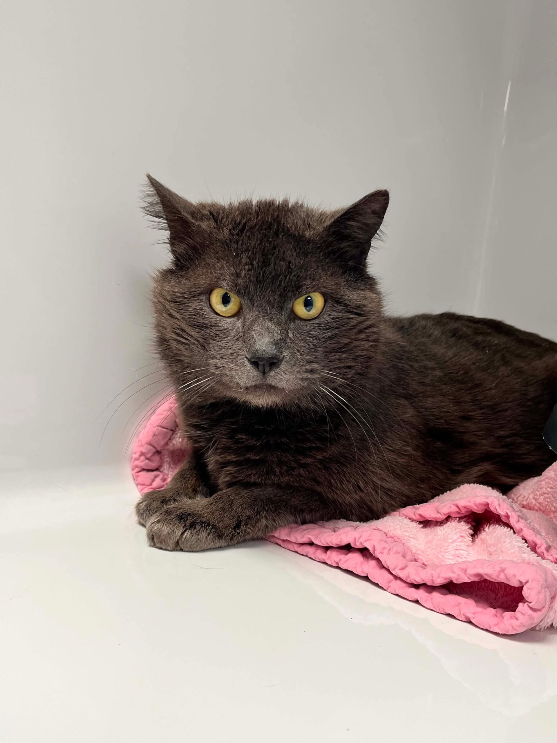 Taroti, chat à l'adoption chez Sans Collier