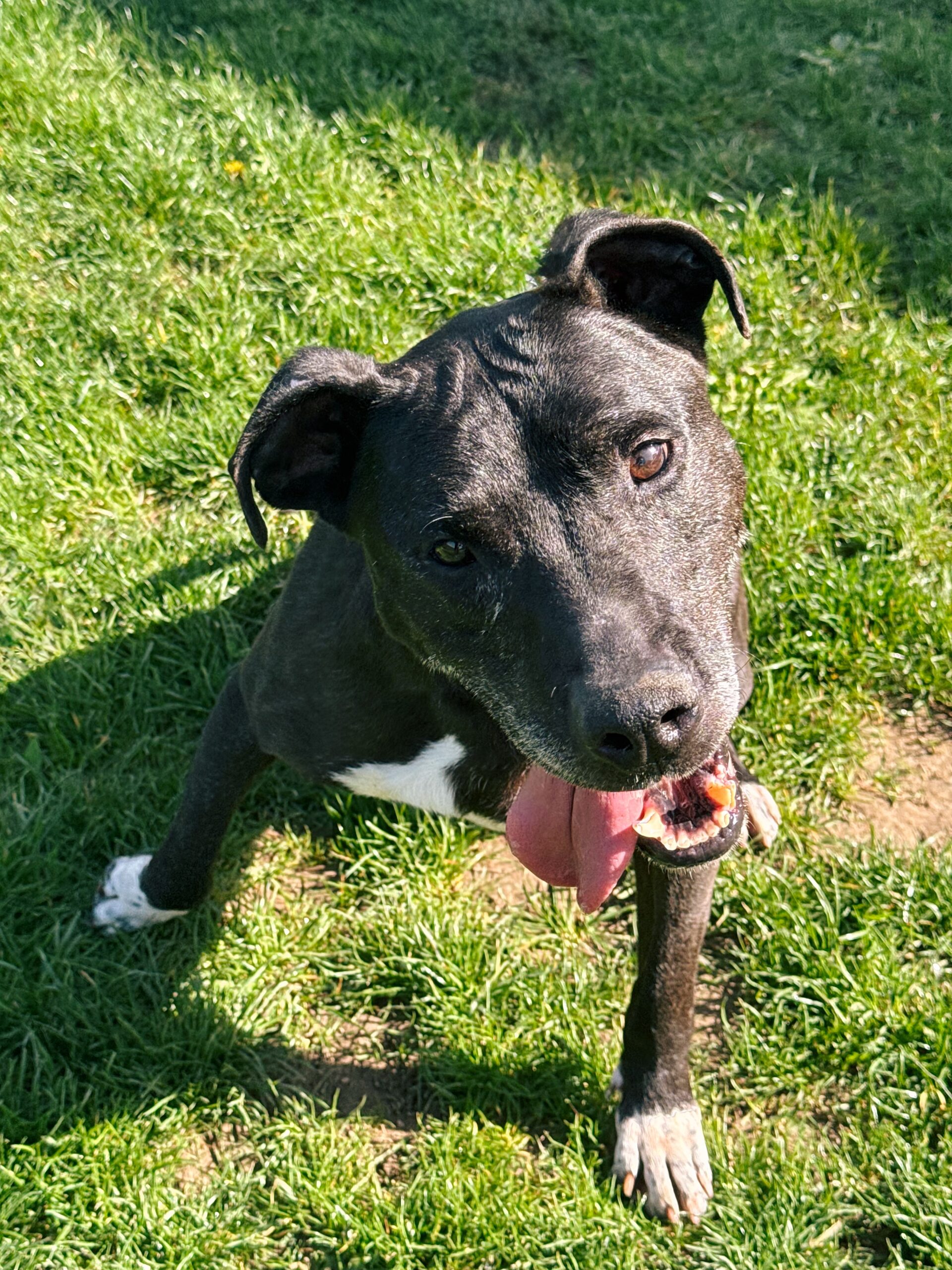 Louna, chien à l'adoption chez Sans Collier