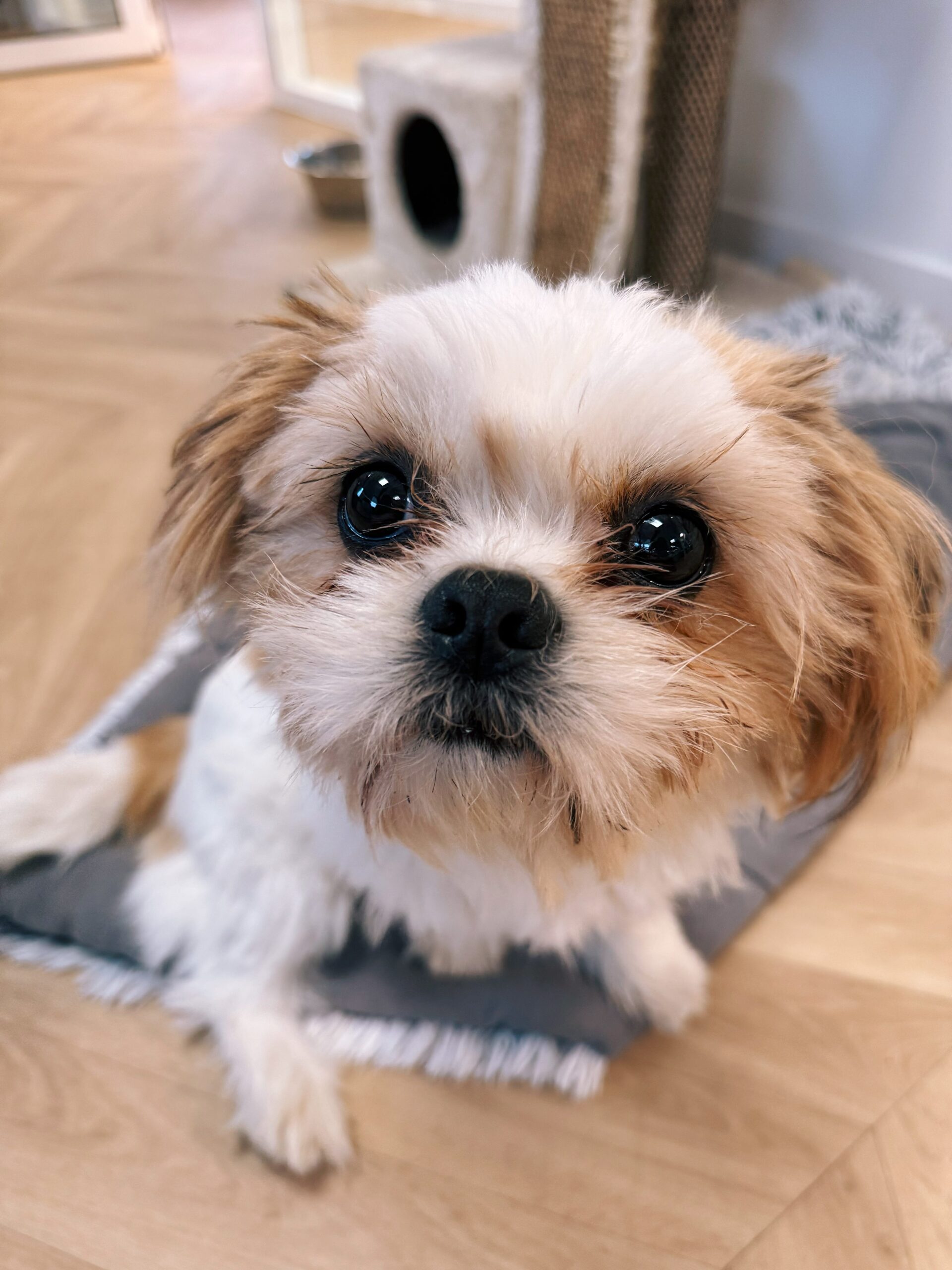 Snoopy, chien à l'adoption chez Sans Collier