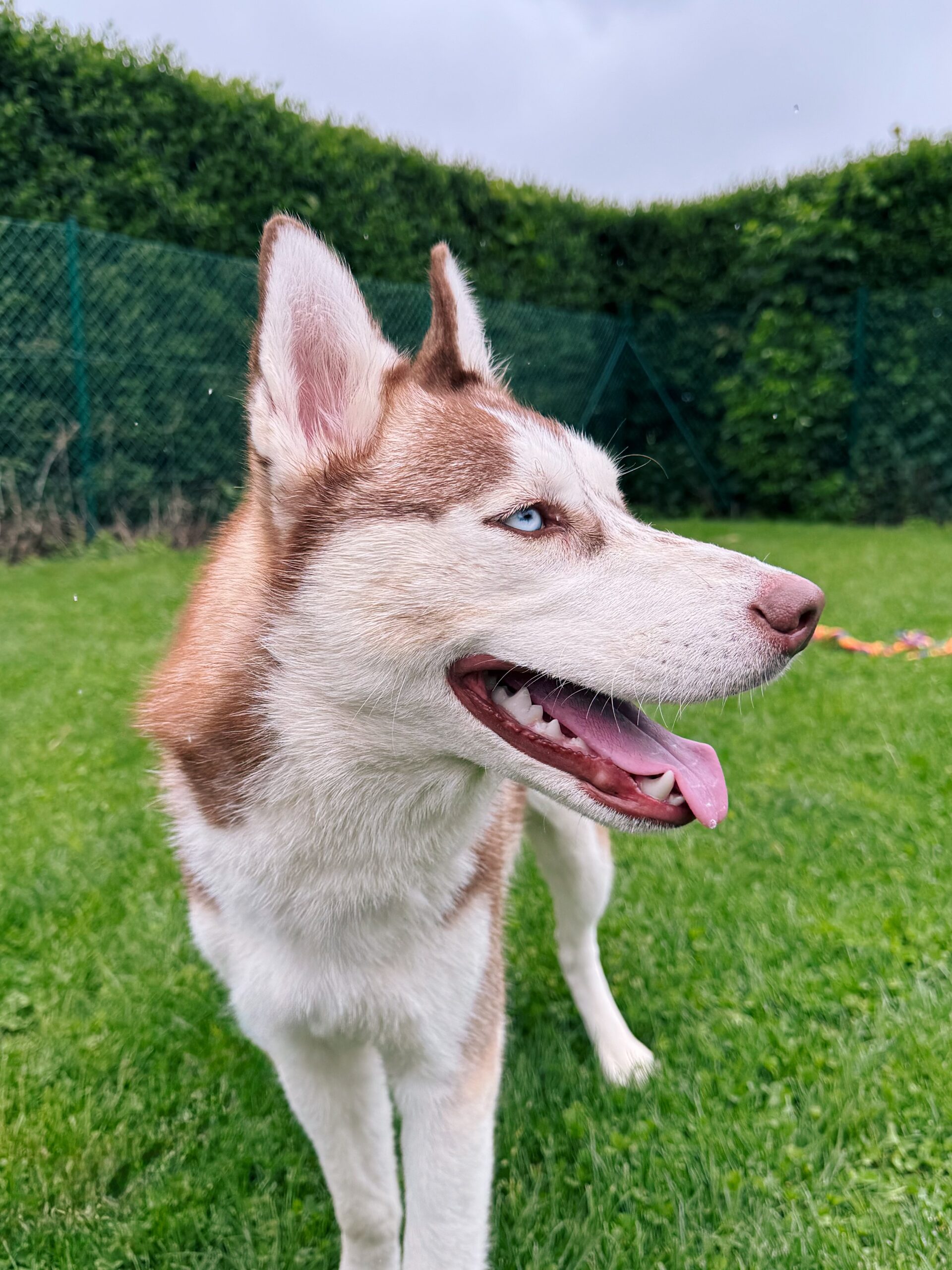 Kankha, chien à l'adoption chez Sans Collier