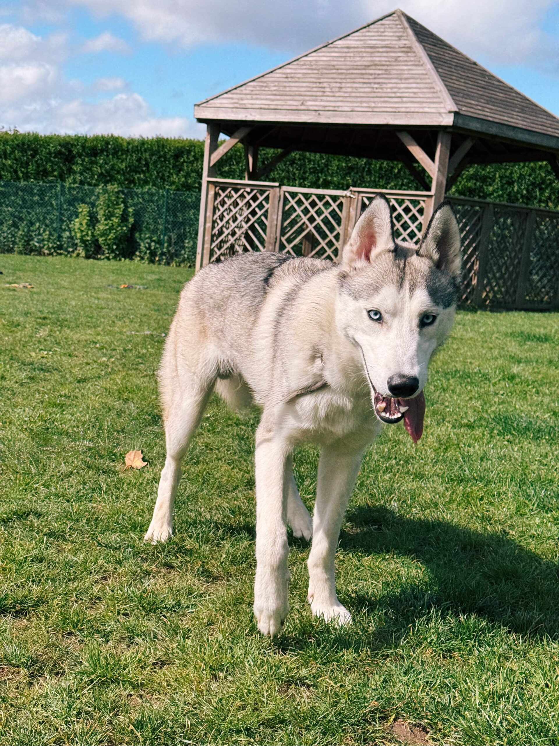 Melkoie, chien à l'adoption chez Sans Collier