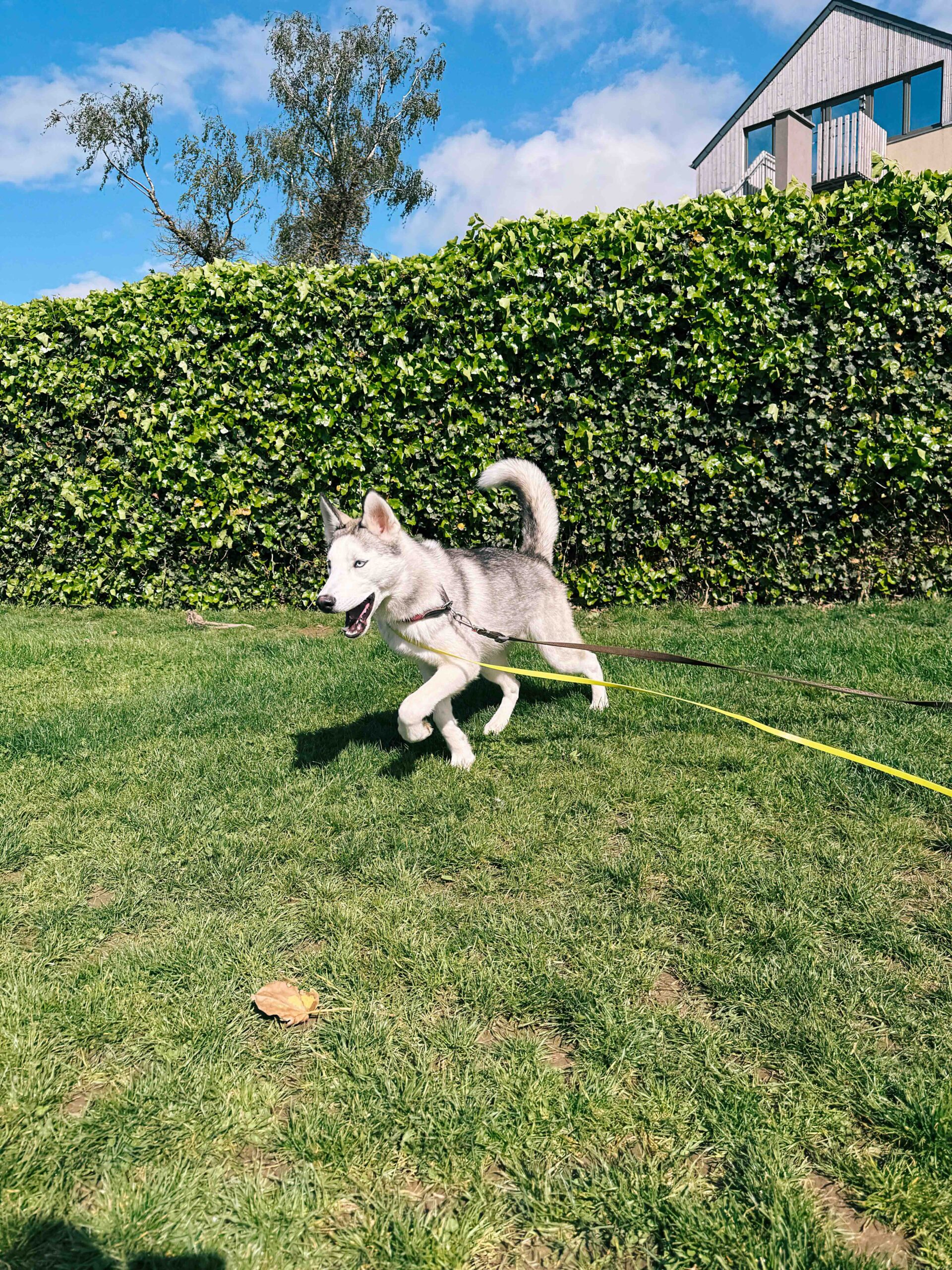 Orel, chien à l'adoption chez Sans Collier