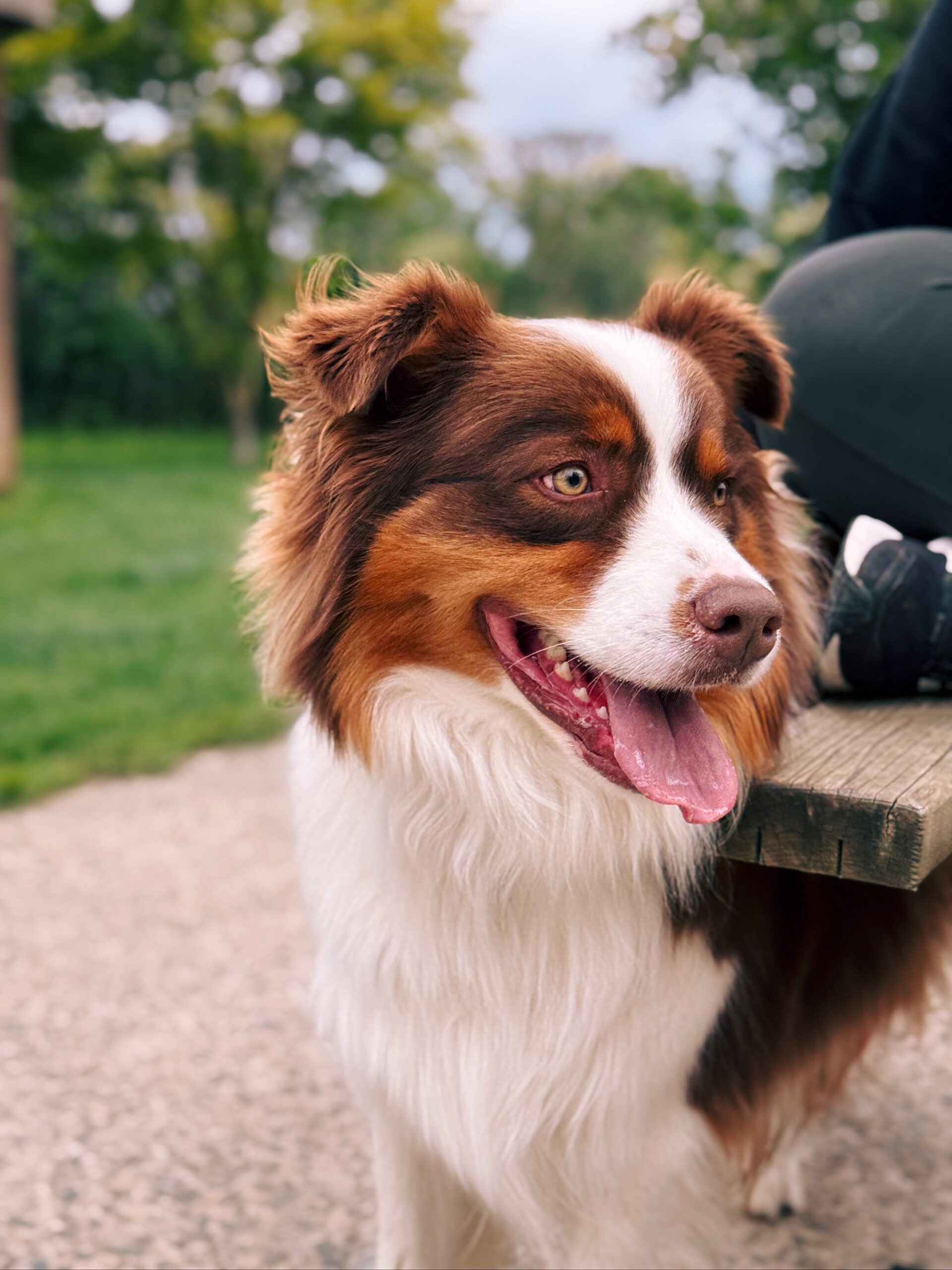 Youki, chien à l'adoption chez Sans Collier