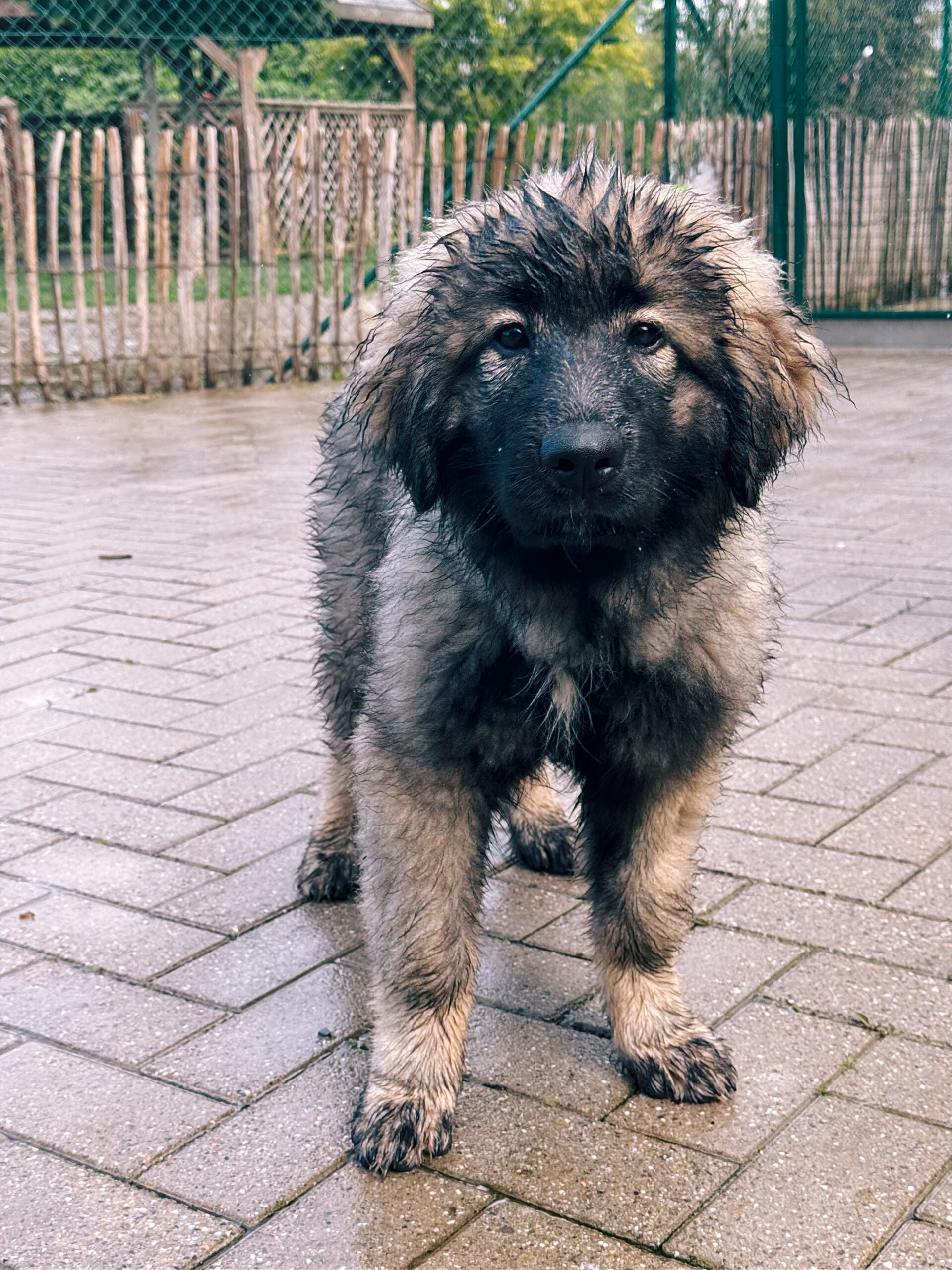 Amore, chien à l'adoption chez Sans Collier