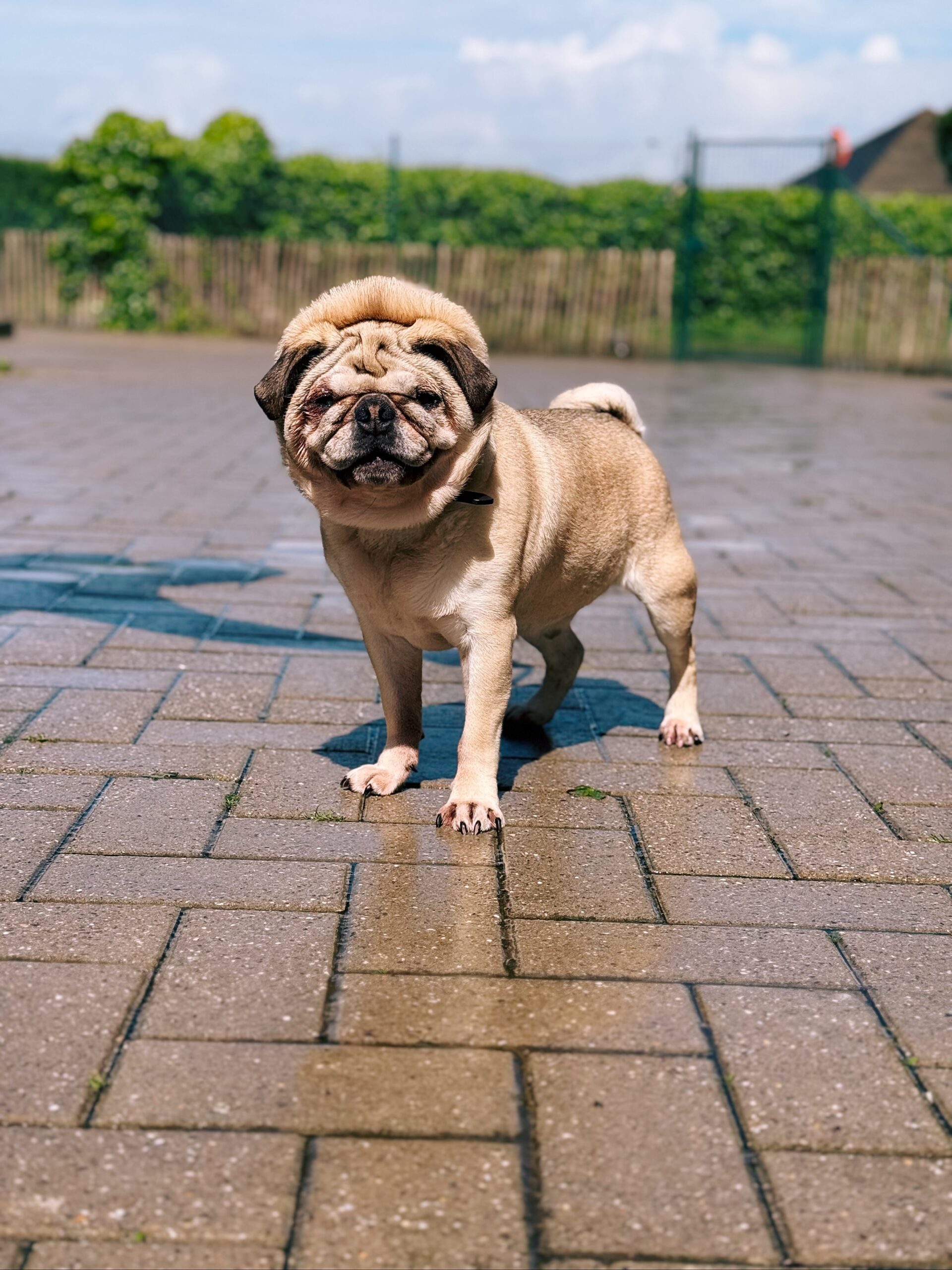 Gus, chien à l'adoption chez Sans Collier