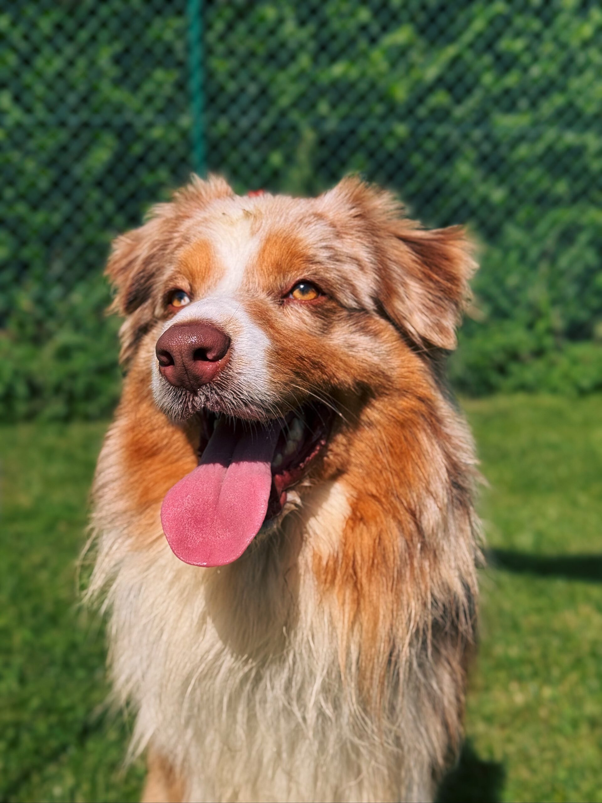 Eros, chien à l'adoption chez Sans Collier
