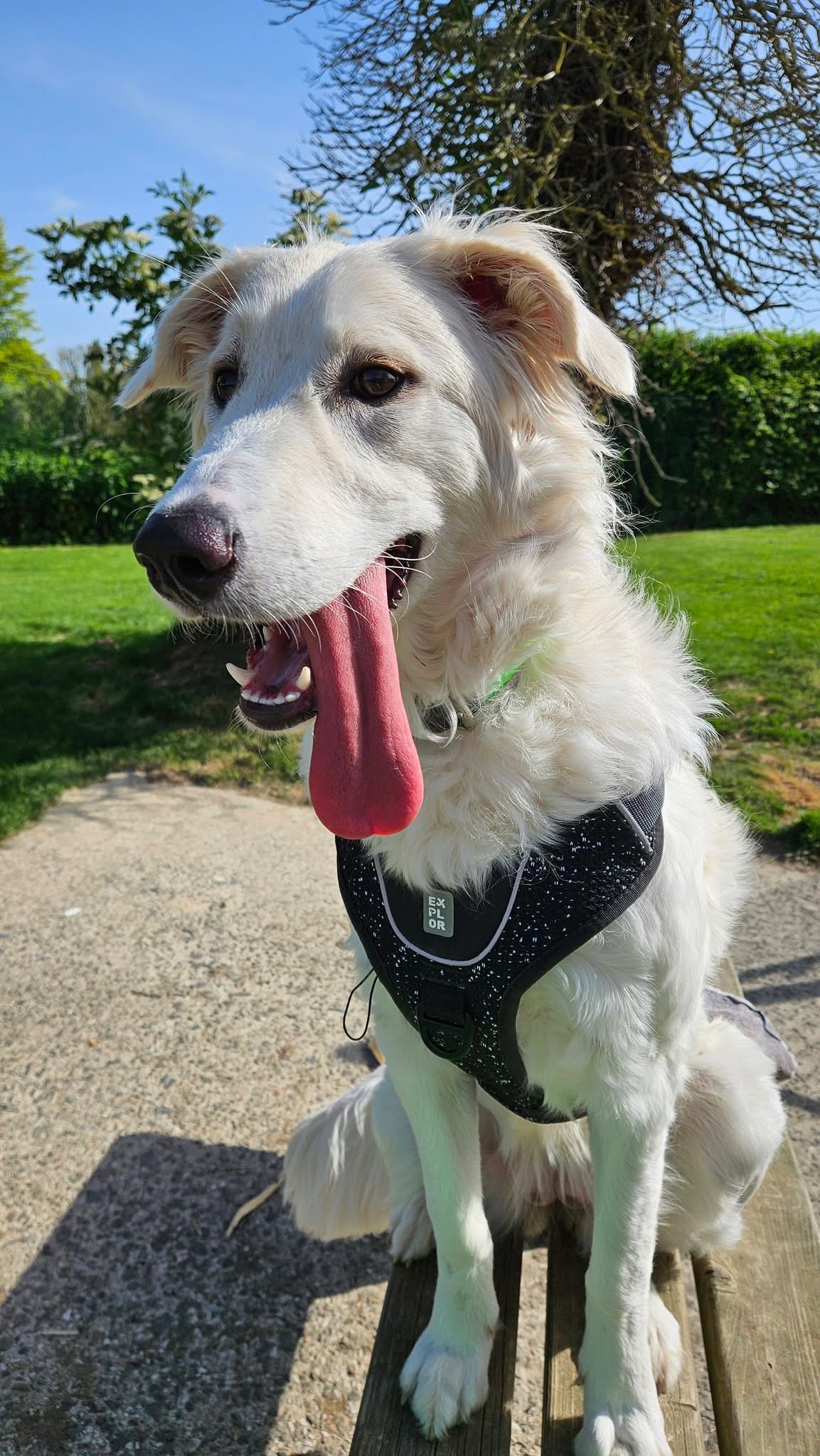 Maria, chien à l'adoption chez Sans Collier